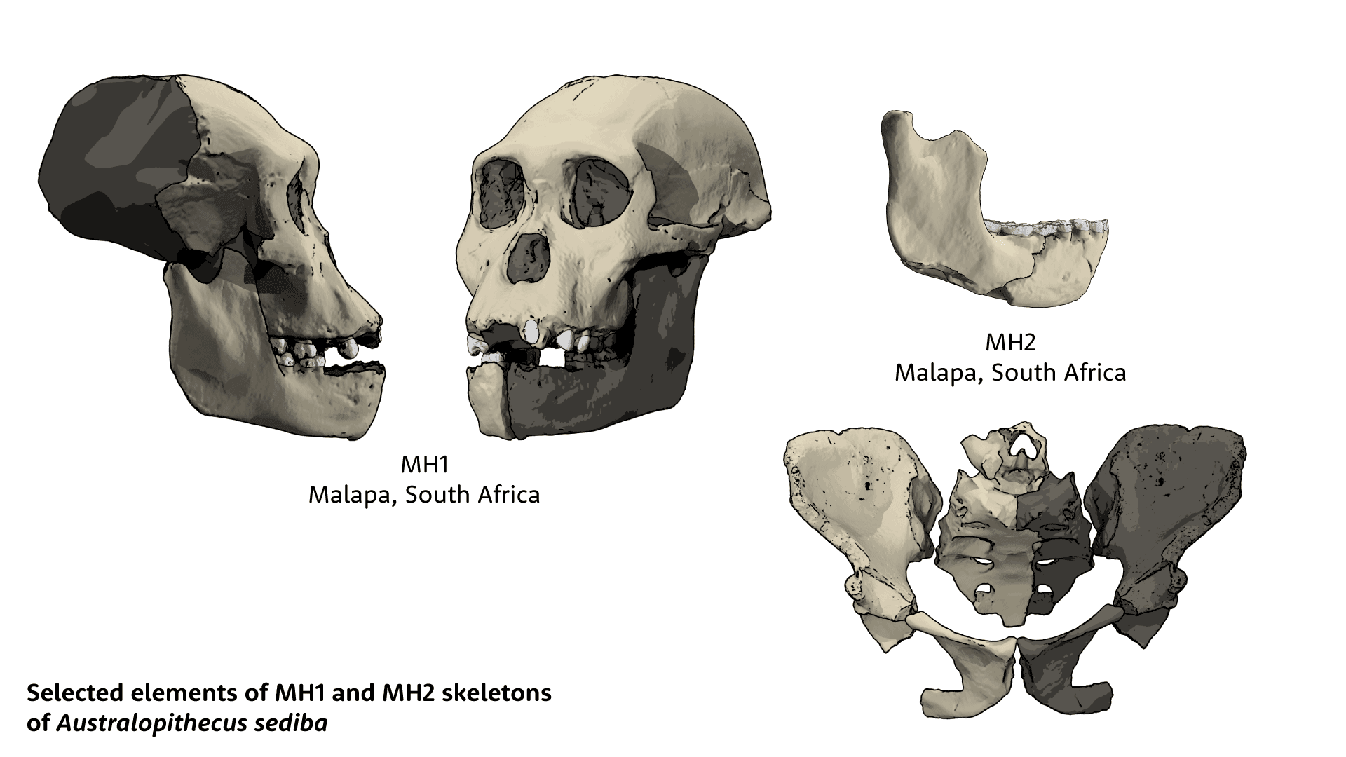 Skull of MH1, mandible and pelvis of MH2