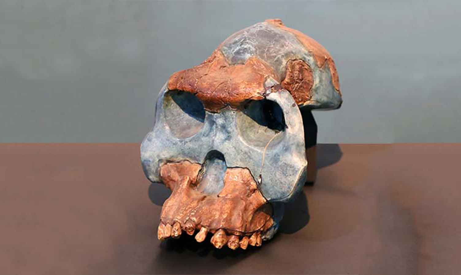 Skull reconstruction of Australopithecus garhi looking left of camera