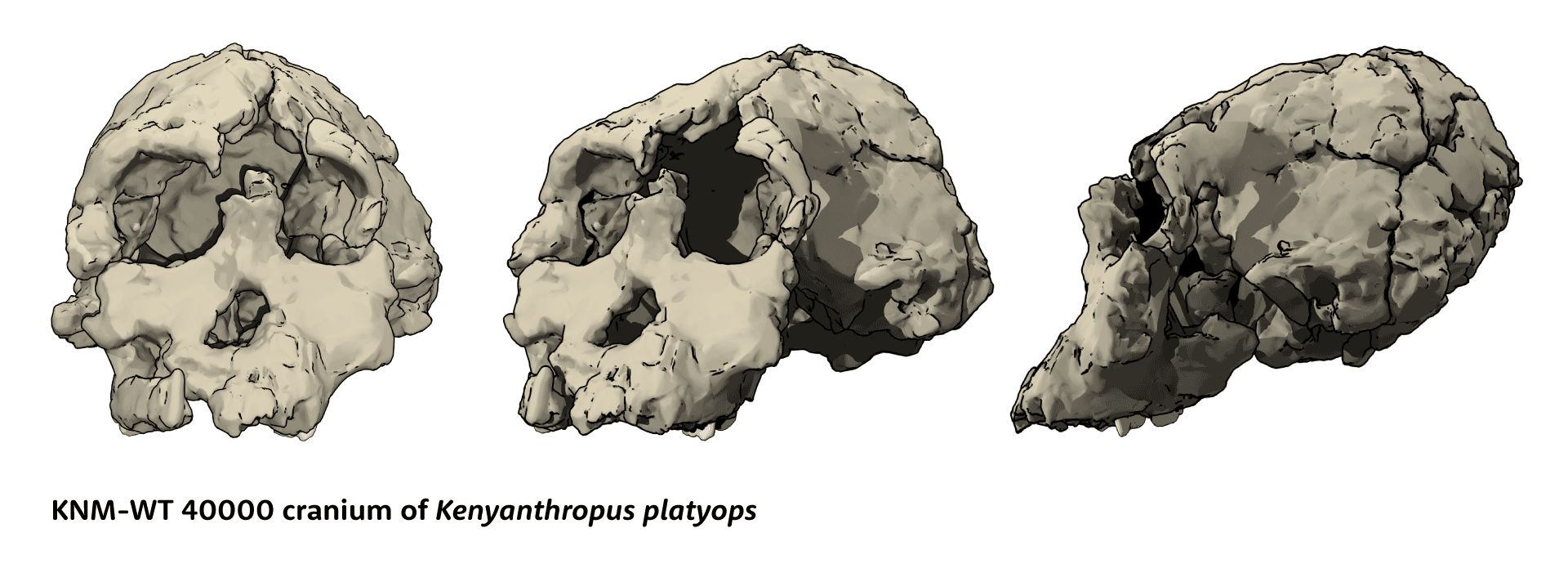 KNM-WT 40000 cranium of Kenyanthropus platyops