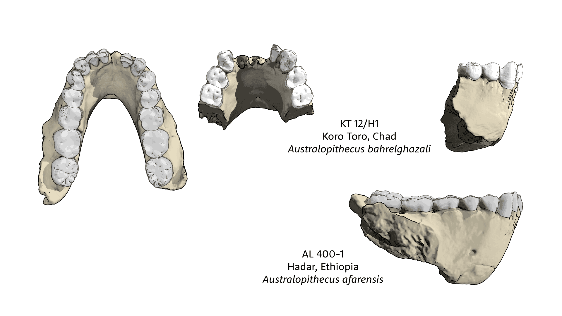 Comparison of KT 12/H1 mandibular fragment with AL 400-1 mandible of Australopithecus afarensis