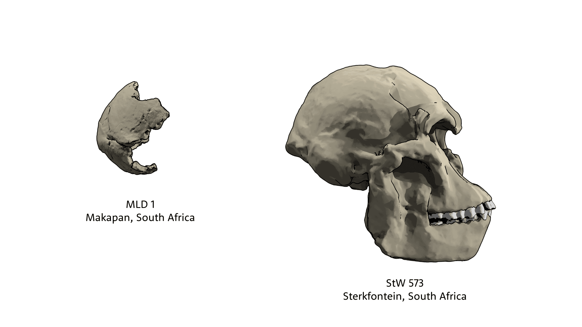 MLD 1 partial skull fragment on left and StW 573 complete skull on right