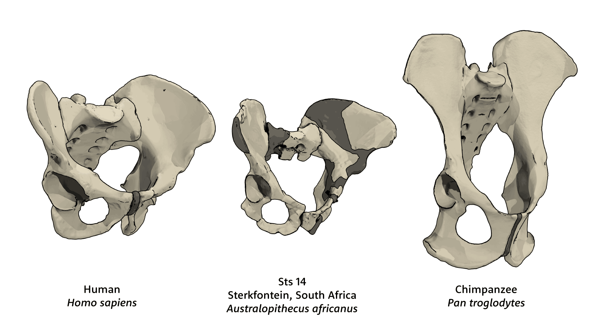 Pelvis of human, Sts 14 fossil Australopithecus africanus, and chimpanzee