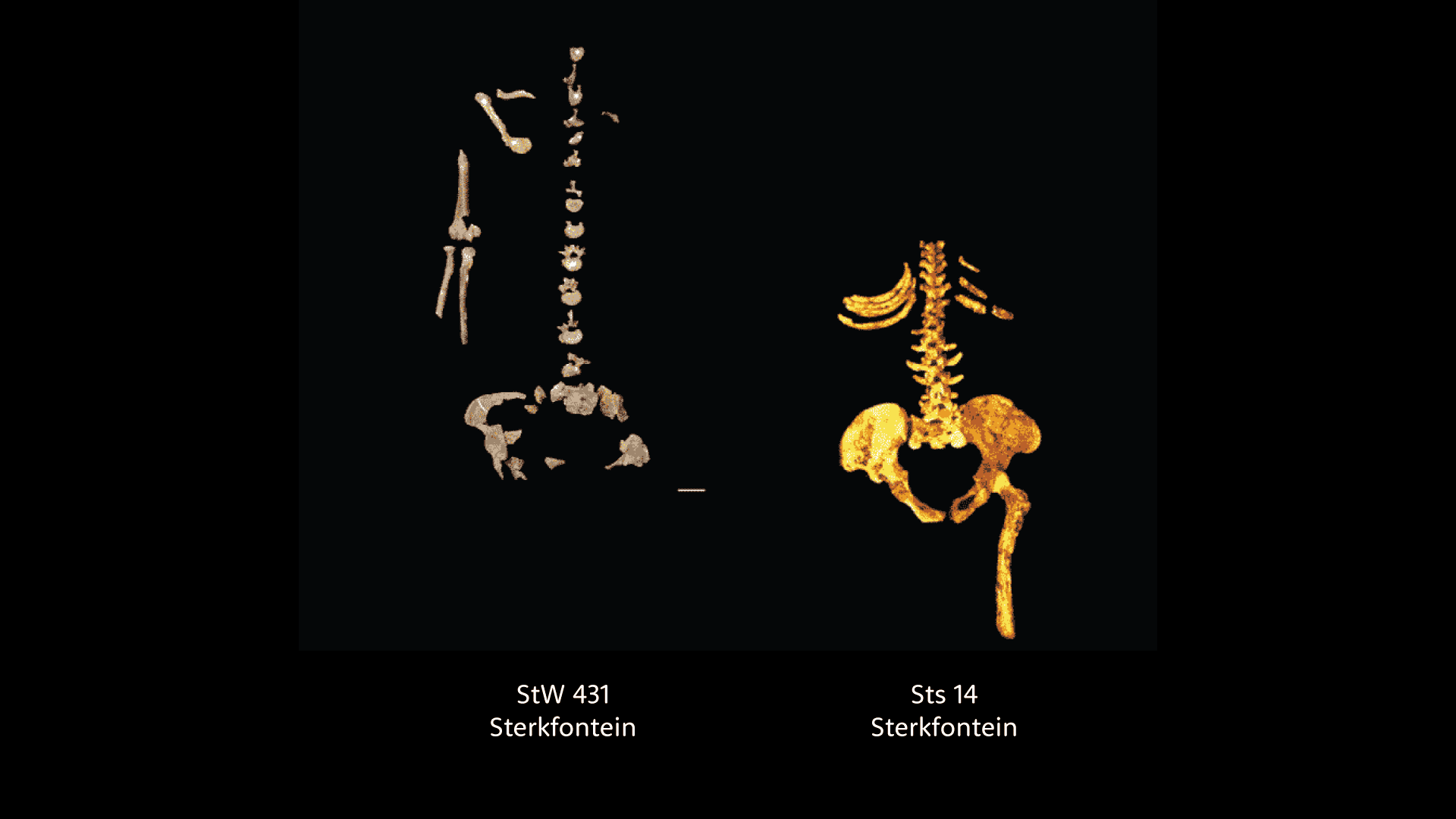 Two partial skeletons, showing vertebrae, some arm bones, and partial pelvis for both