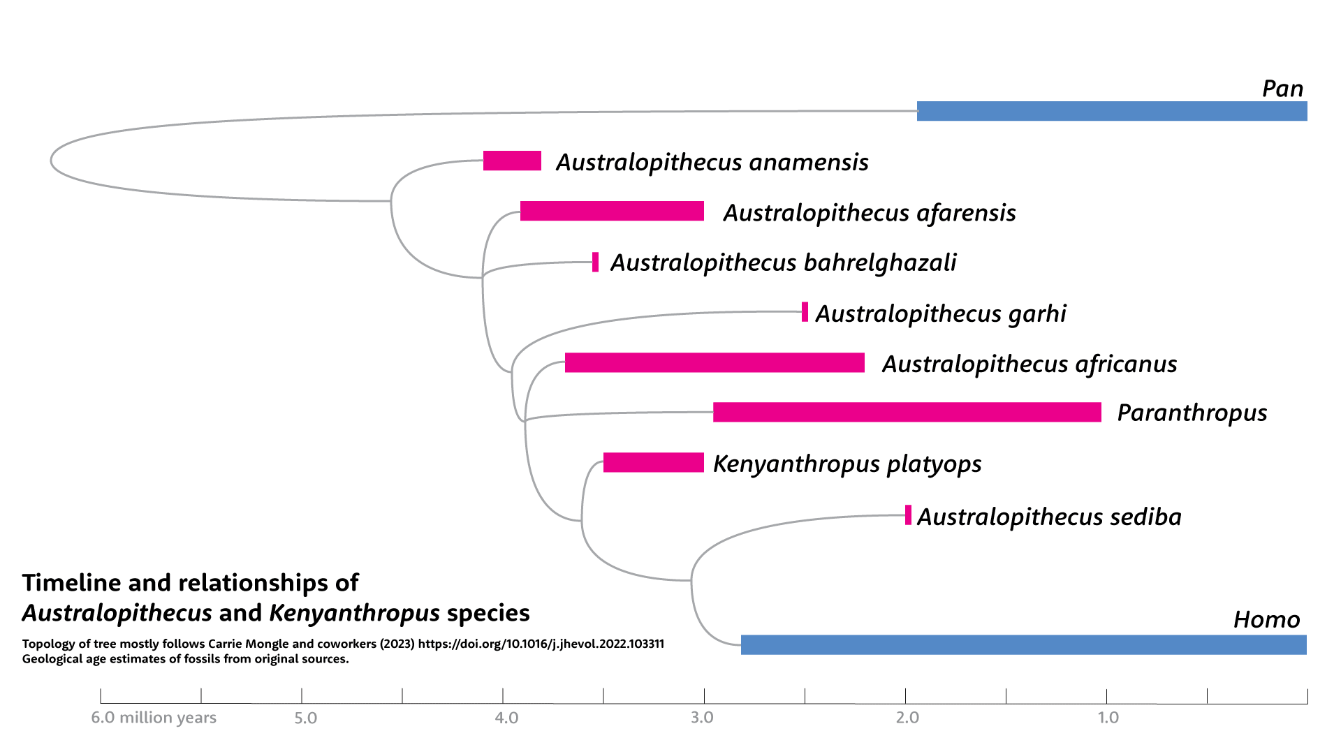 Timeline and relationships of Australopithecus and Kenyanthropus species