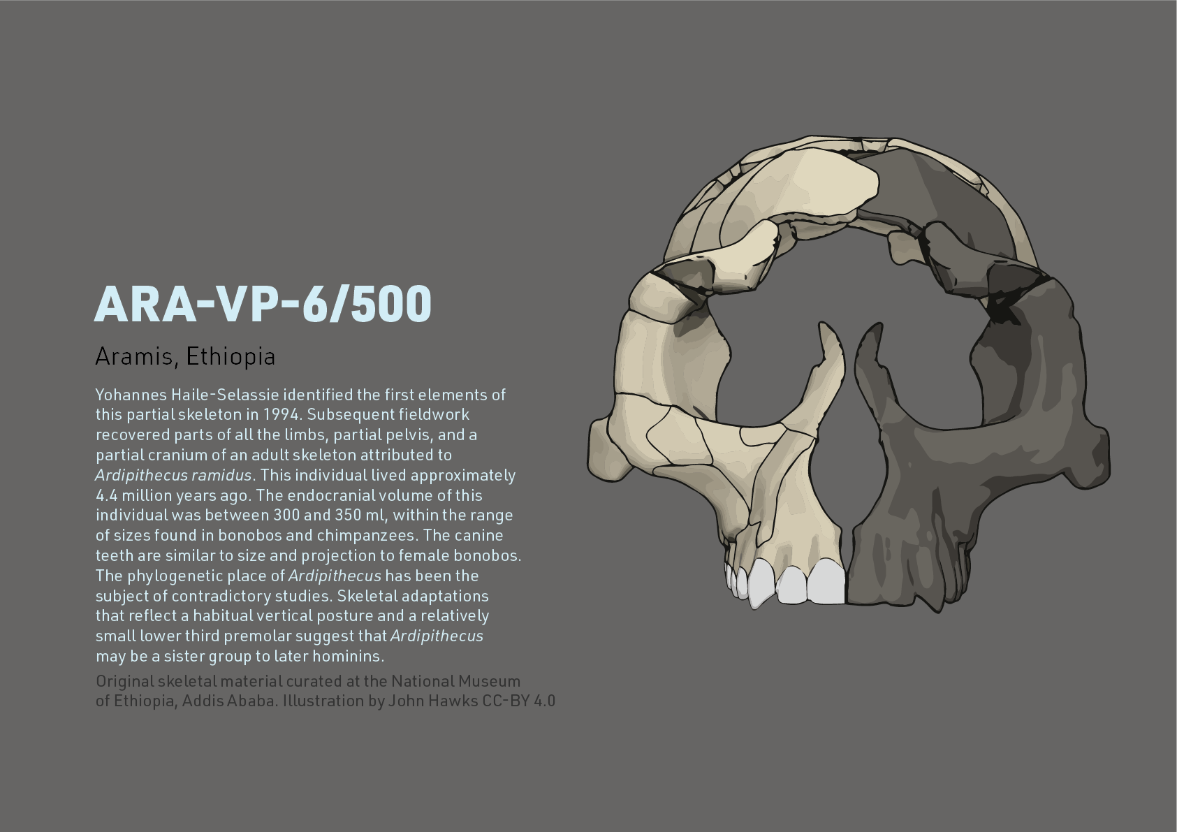Fact sheet with information about the ARA-VP-6/500 cranium of Ar. ramidus