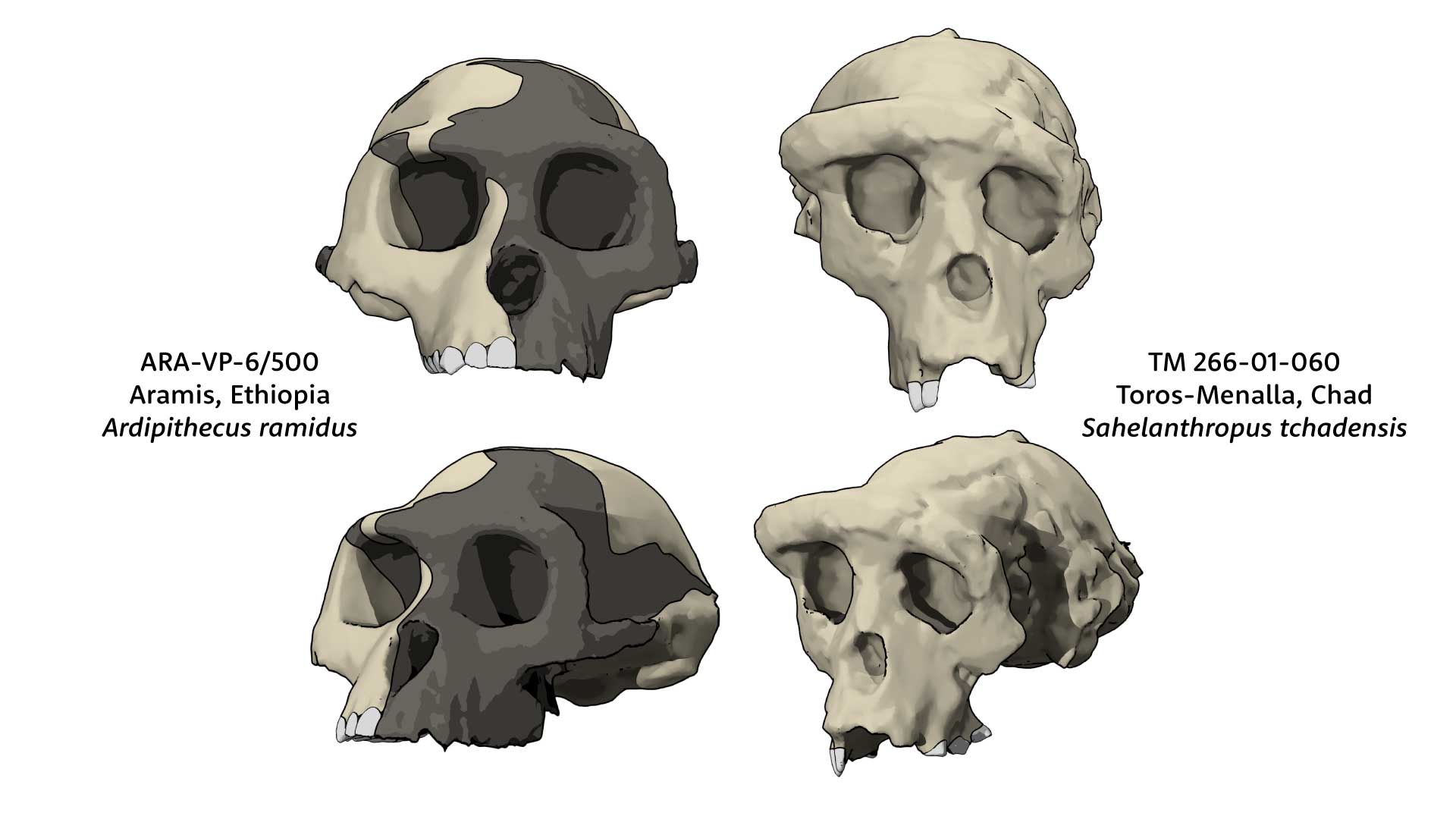 Two skulls in two views; ARA-VP-6/500 on left and TM 266-01-060 on right