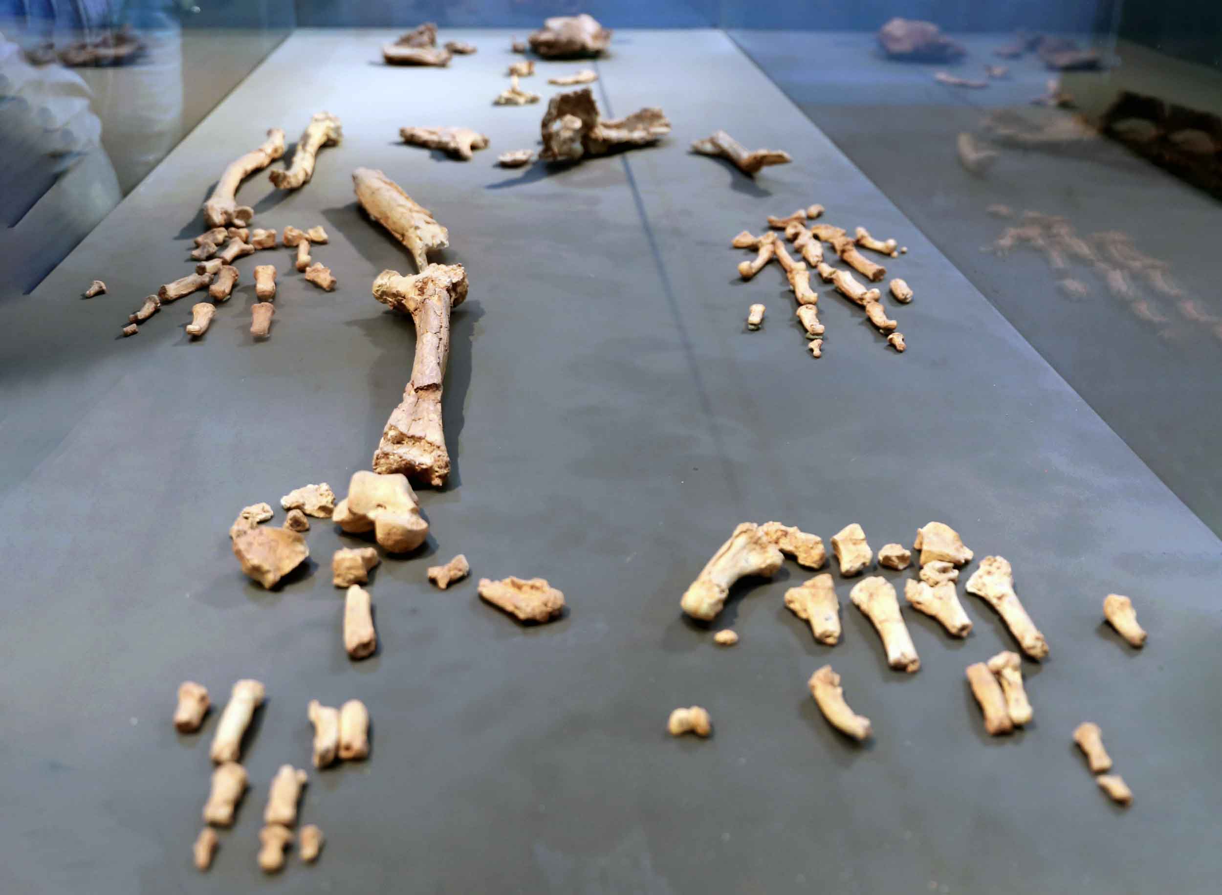 Skeleton with bones and fragments in a display case