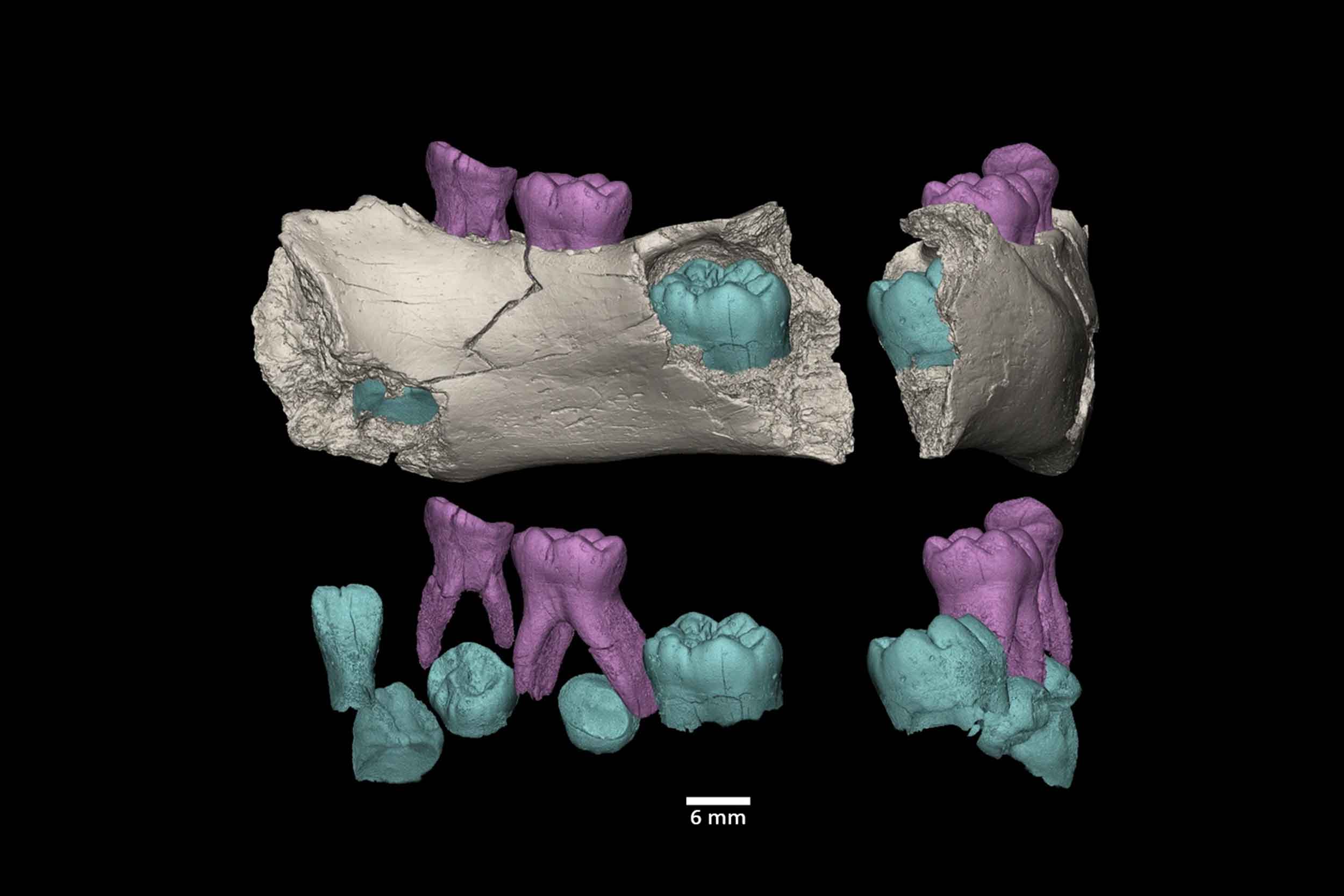 Two views of the Garba IVE mandible and teeth