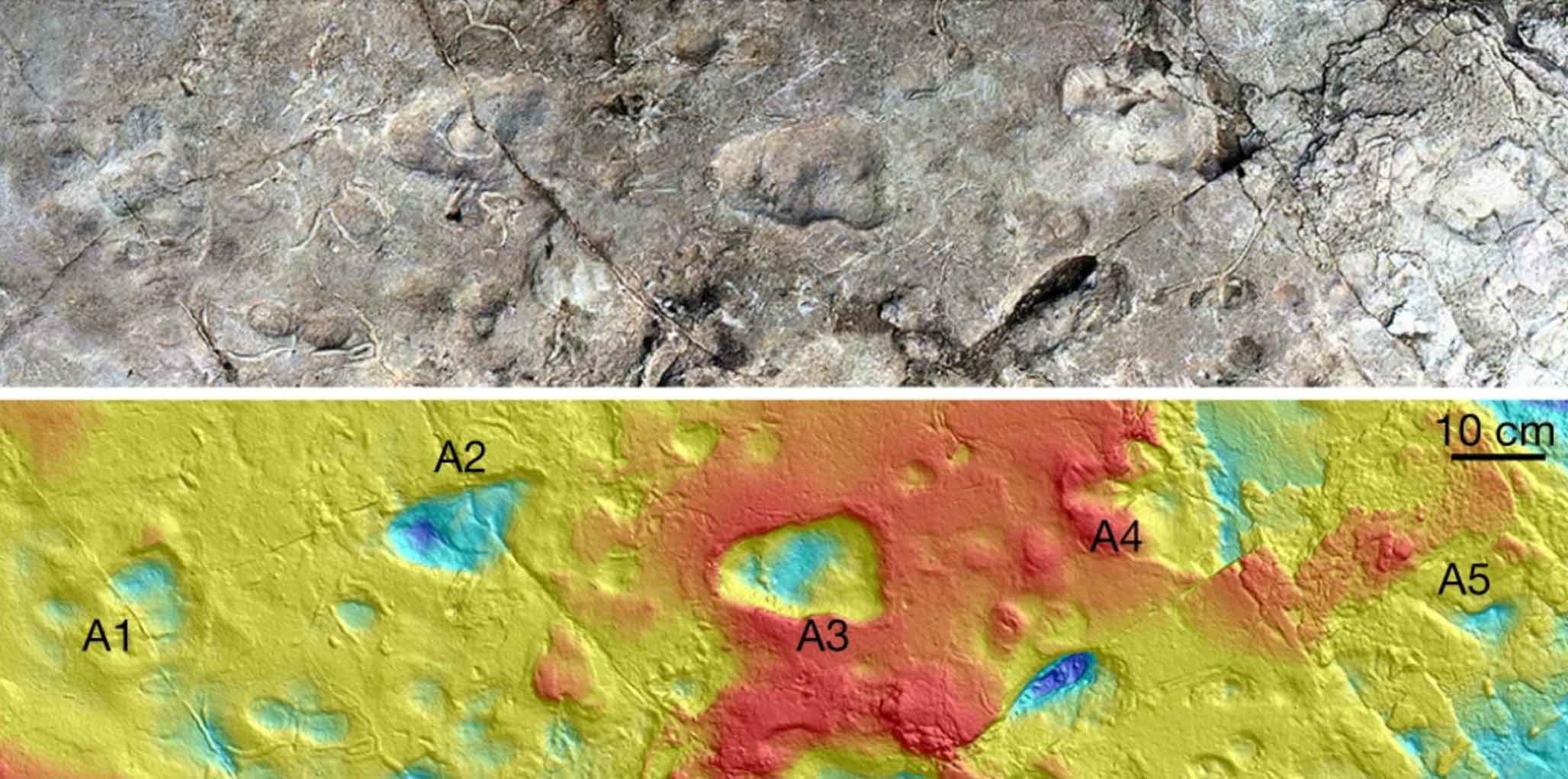 Laetoli footprint trackway A, showing five prints, with photo at top and 3D depth model at bottom.