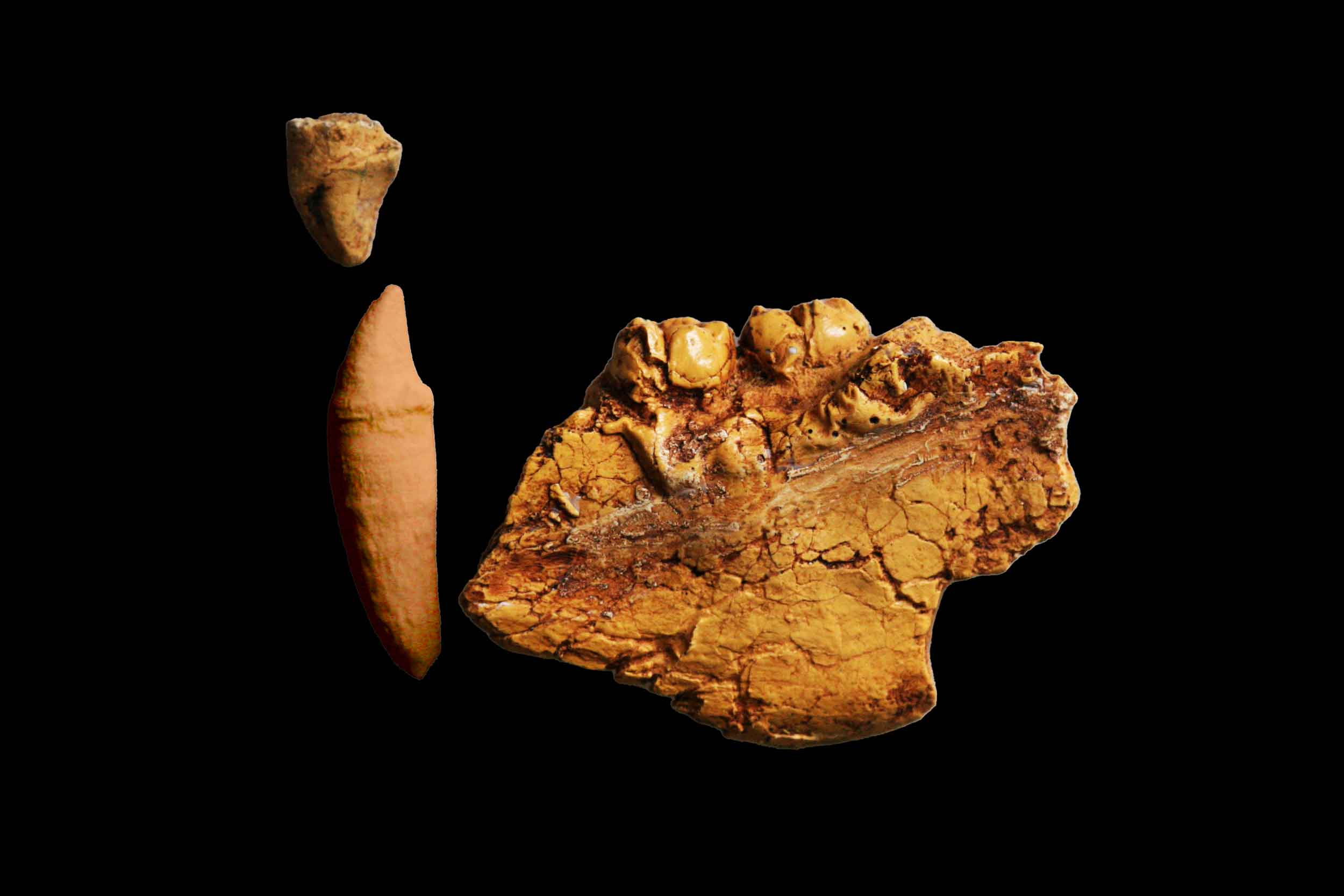 An upper and lower canine together with a fragment of mandible with two molar teeth visible