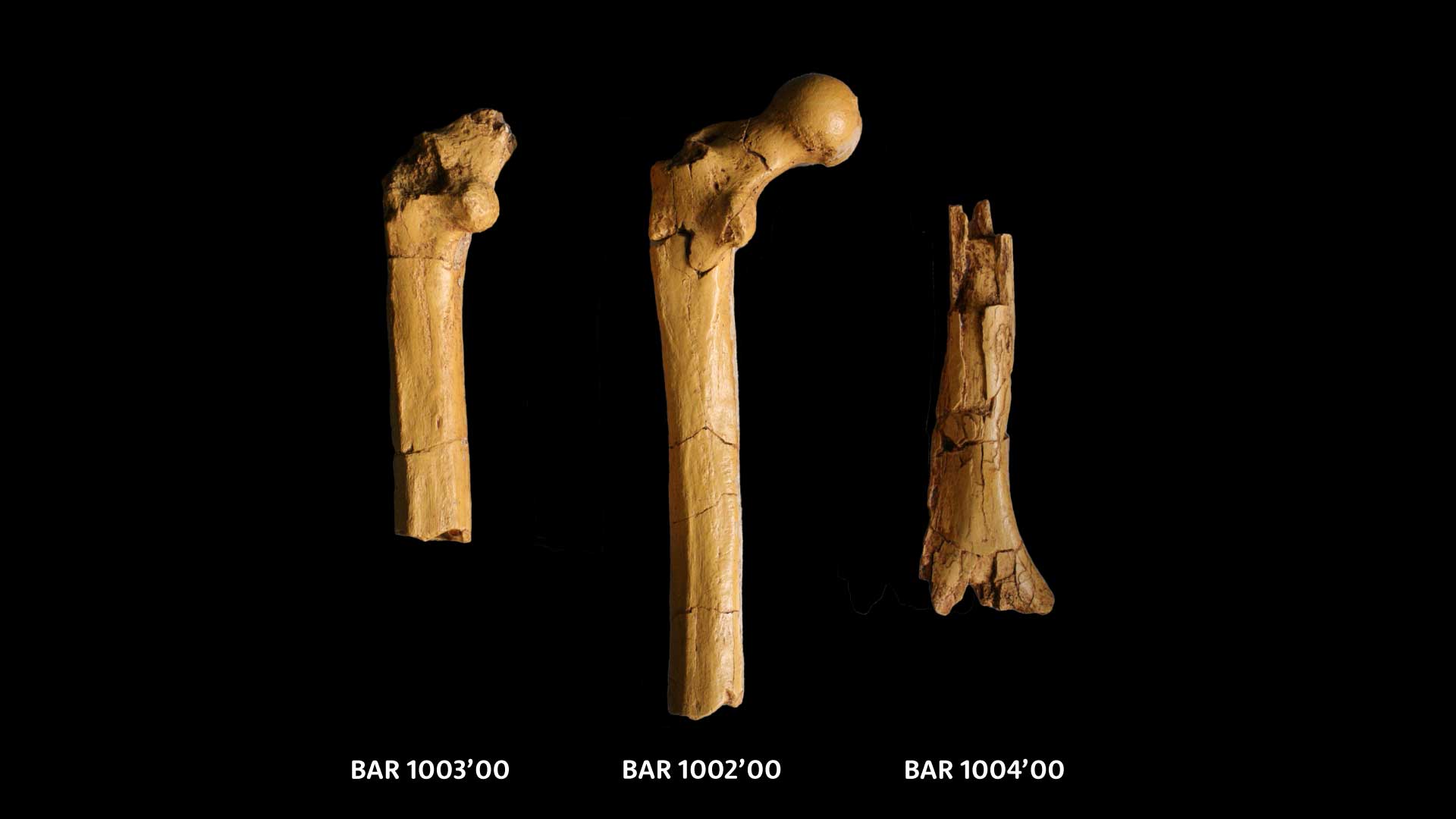Two femora and one humerus with labels: BAR 1003'00, BAR 1002'00, and BAR 1004'00