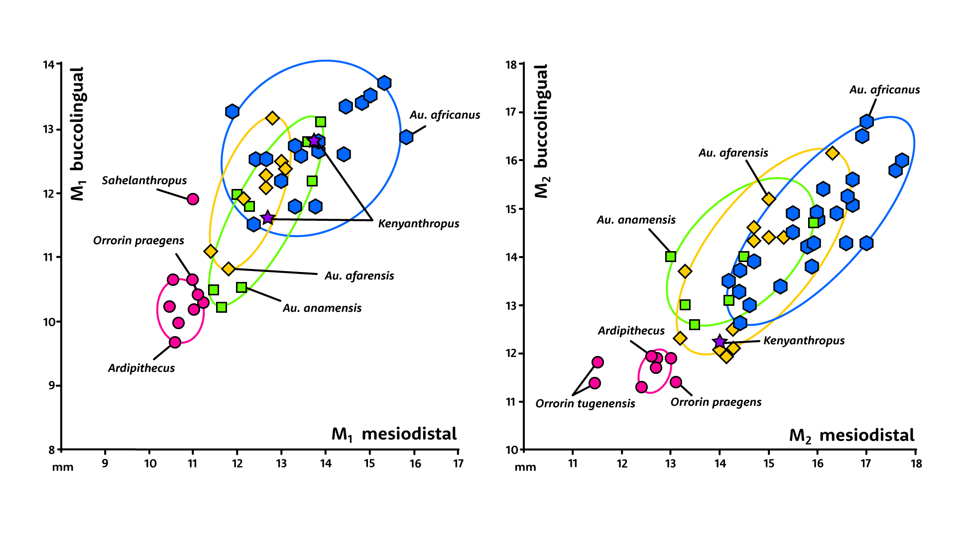 Two charts. Left shows M1 dimensions, right shows M2 dimensions for many species of early hominins