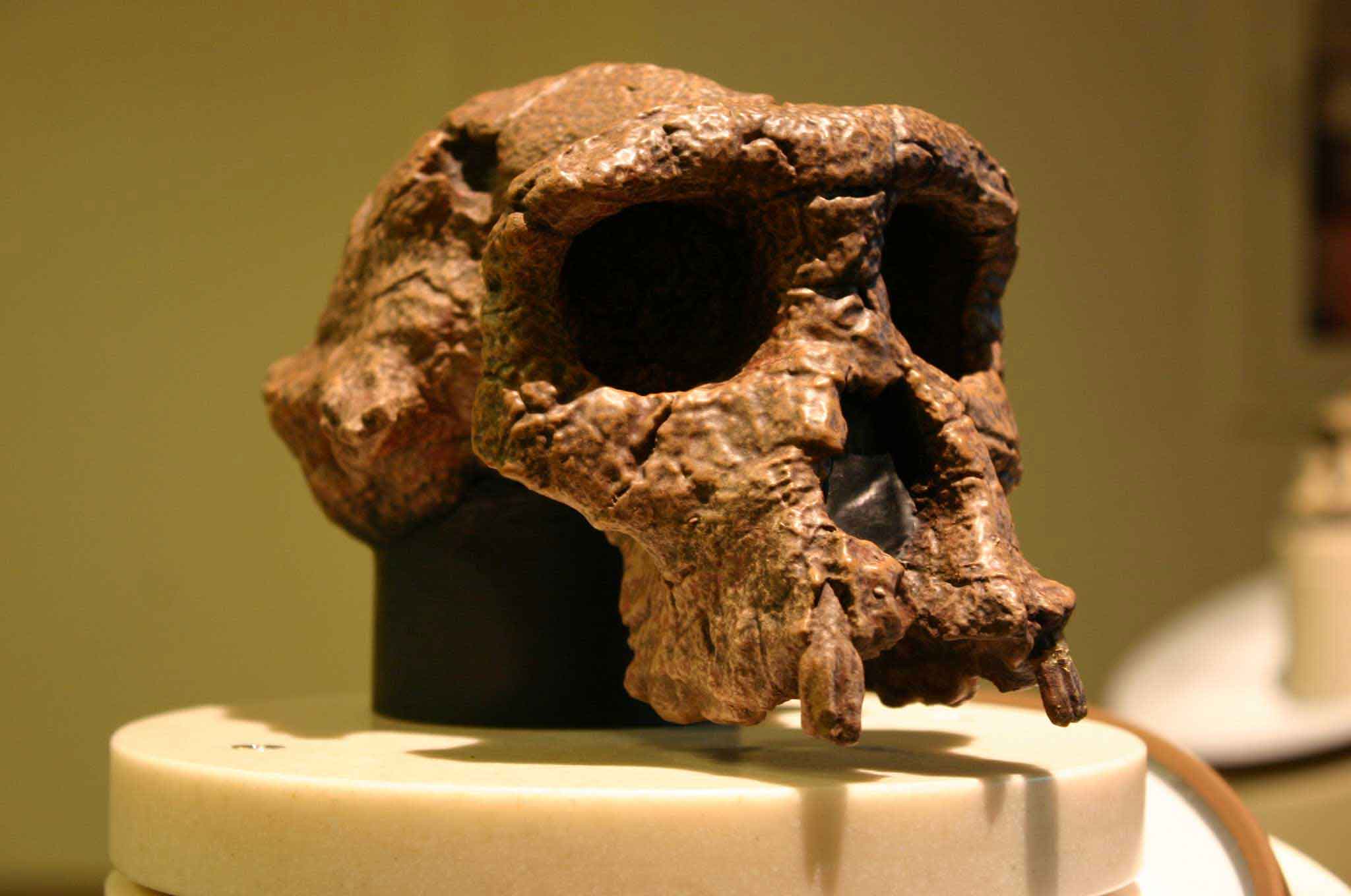 A skull of Sahelanthropus tchadensis on a museum display