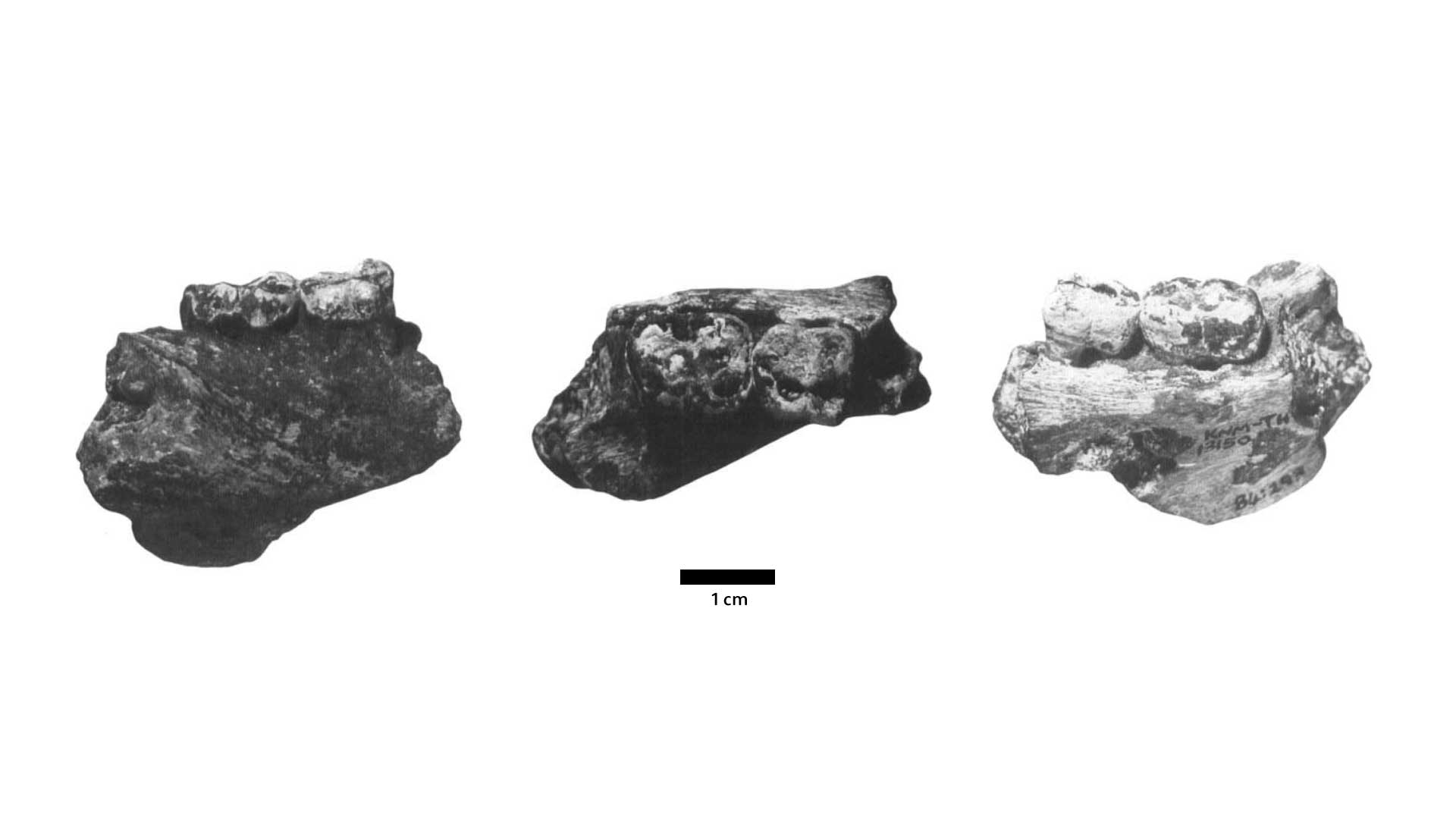 Mandibular fragment with M1 and M2 in three views
