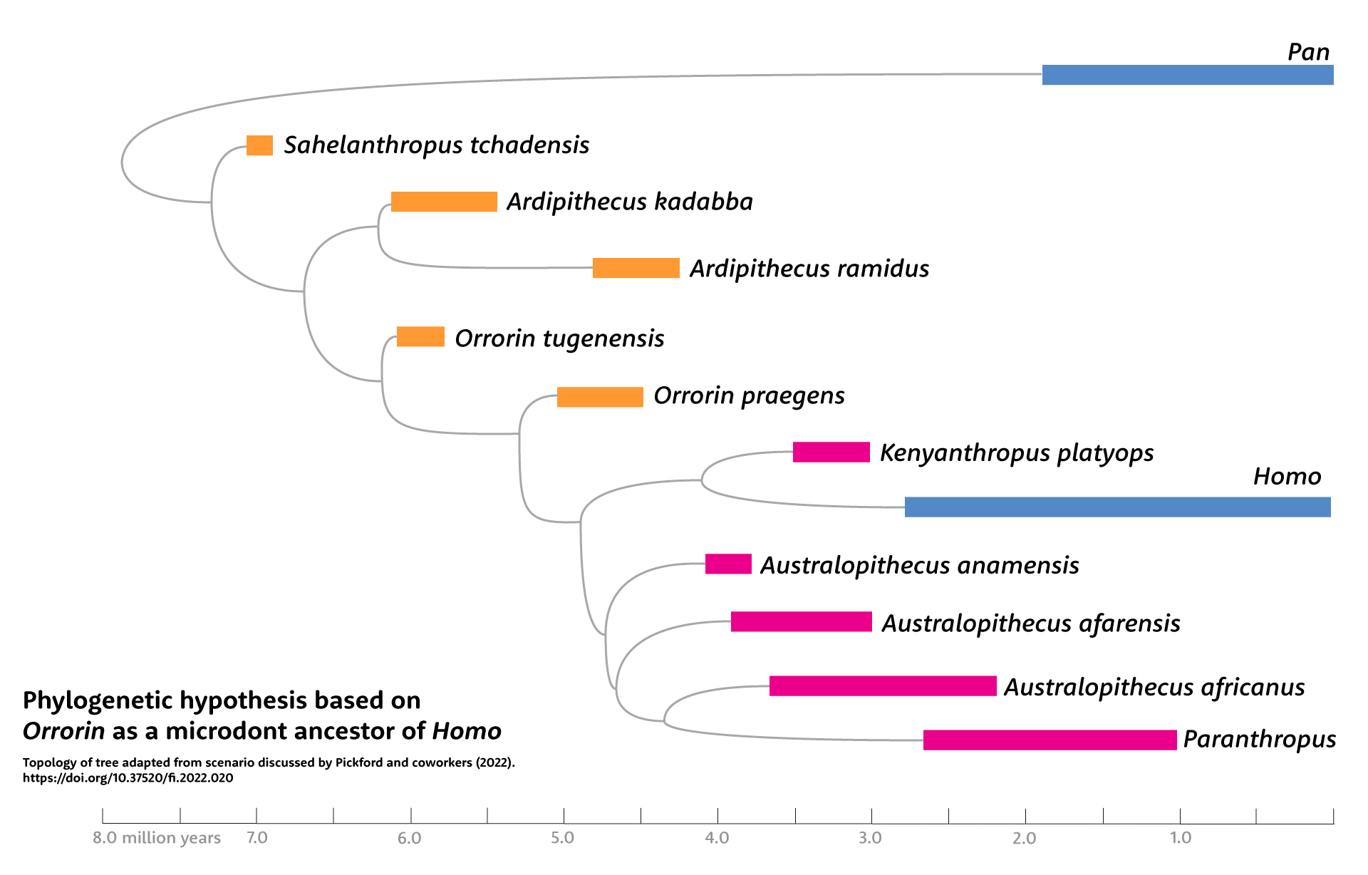 Phylogenetic hypothesis showing Orrorin as the sister group of Kenyanthropus and Homo