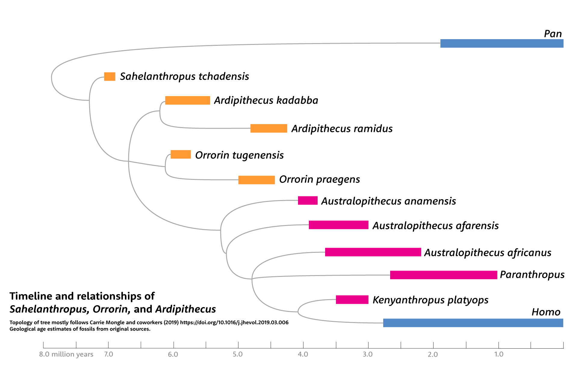 Timeline and relationships of Sahelanthropus, Orrorin, and Ardipithecus