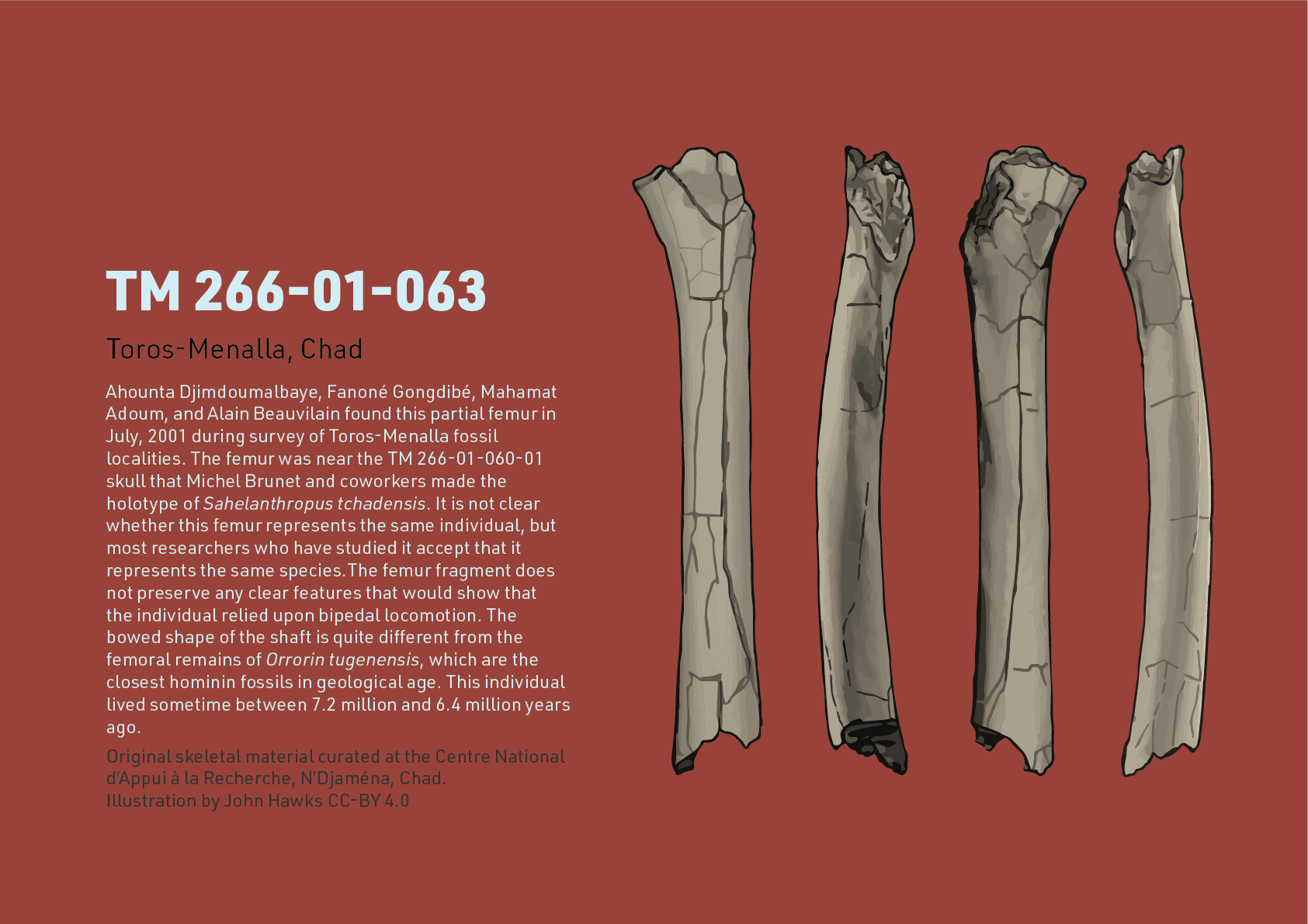 Fact sheet with information about the femur of Sahelanthropus tchadensis. 