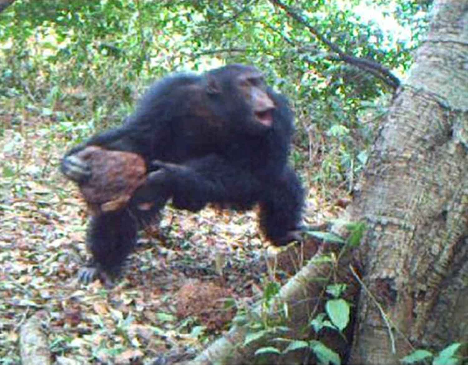 A chimpanzee blurred from motion in the action of throwing a stone at a tree
