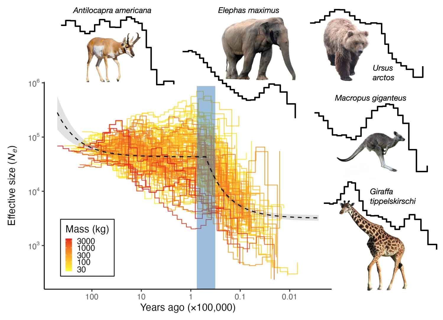 A plot showing estimates of effective population size over time for many species, with a rough reduction in population size for most species happening between 76,000 and 32,000 years ago on a logarithmic scale.