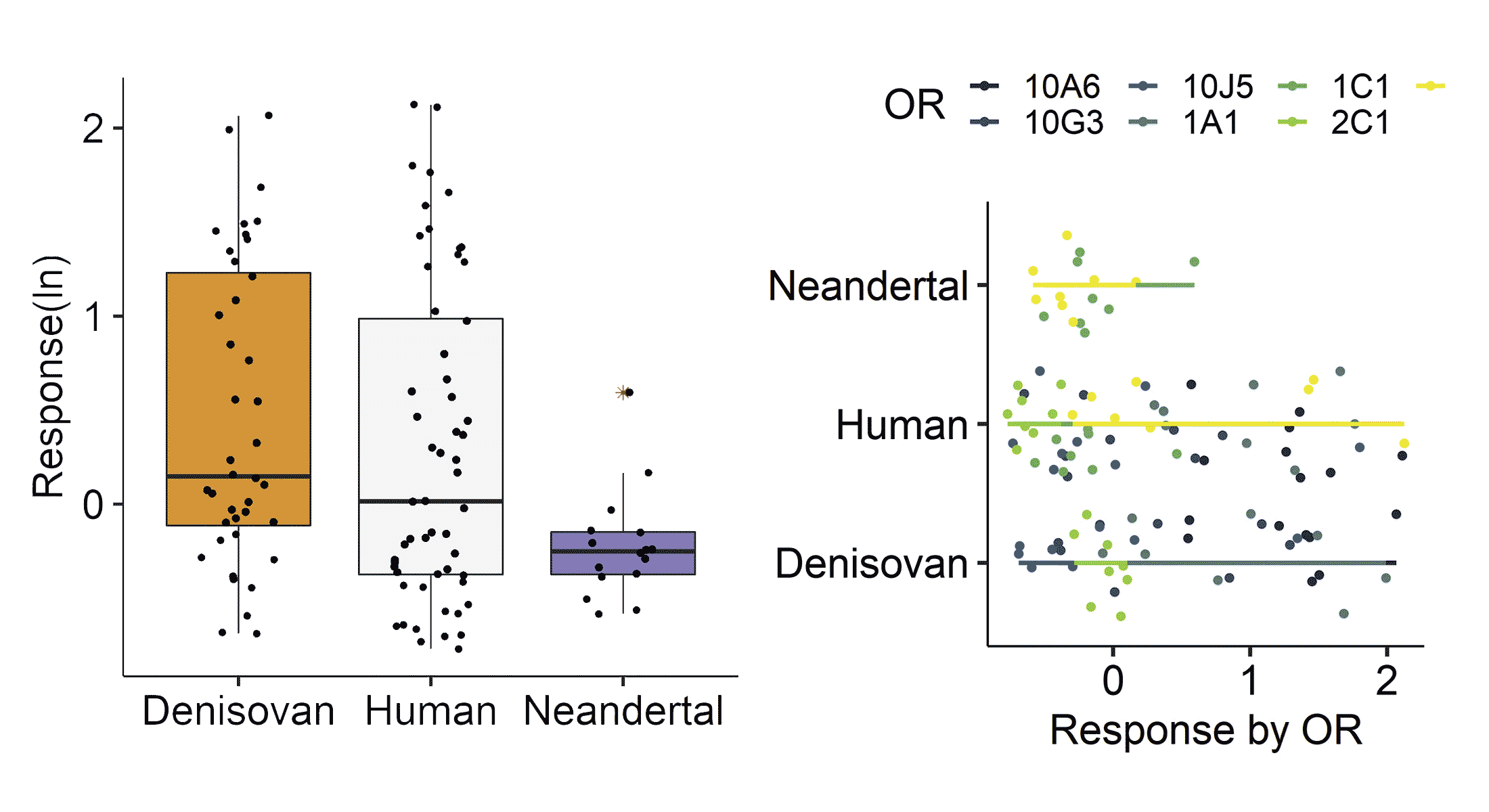 Two charts showing low response to odorant molecules for Neandertal missense variants compared to recent human and Denisovan variants.