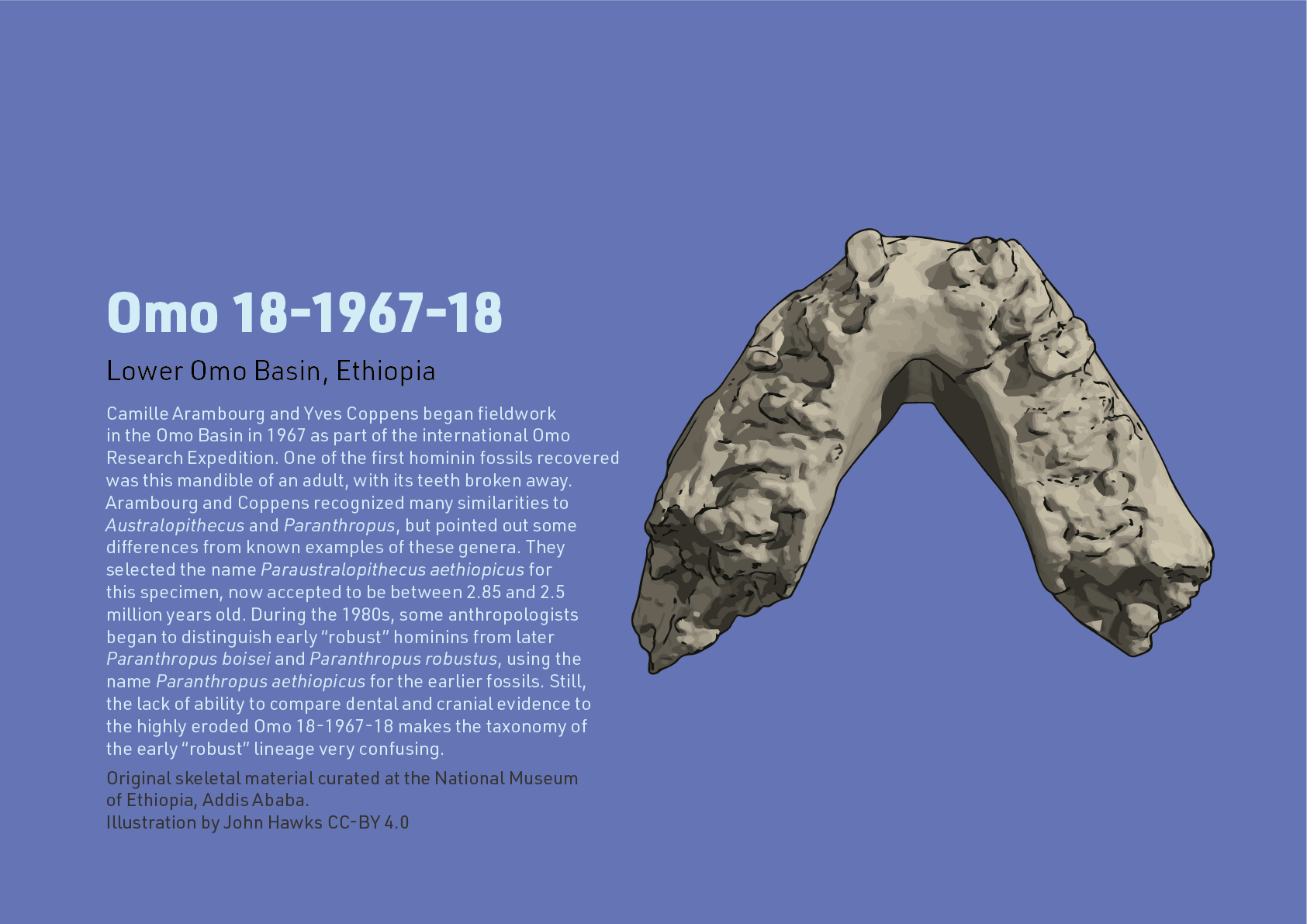 Fact sheet for Omo 18-1967-18 mandible. Text: Camille Arambourg and Yves Coppens began fieldwork  in the Omo Basin in 1967 as part of the international Omo  Research Expedition. One of the first hominin fossils recovered  was this mandible of an adult, with its teeth broken away.  Arambourg and Coppens recognized many similarities to  Australopithecus and Paranthropus, but pointed out some  differences from known examples of these genera. They  selected the name Paraustralopithecus aethiopicus for  this specimen, now accepted to be between 2.85 and 2.5  million years old. During the 1980s, some anthropologists began to distinguish early “robust” hominins from later  Paranthropus boisei and Paranthropus robustus, using the name Paranthropus aethiopicus for the earlier fossils. Still,  the lack of ability to compare dental and cranial evidence to the highly eroded Omo 18-1967-18 makes the taxonomy of  the early “robust” lineage very confusing.