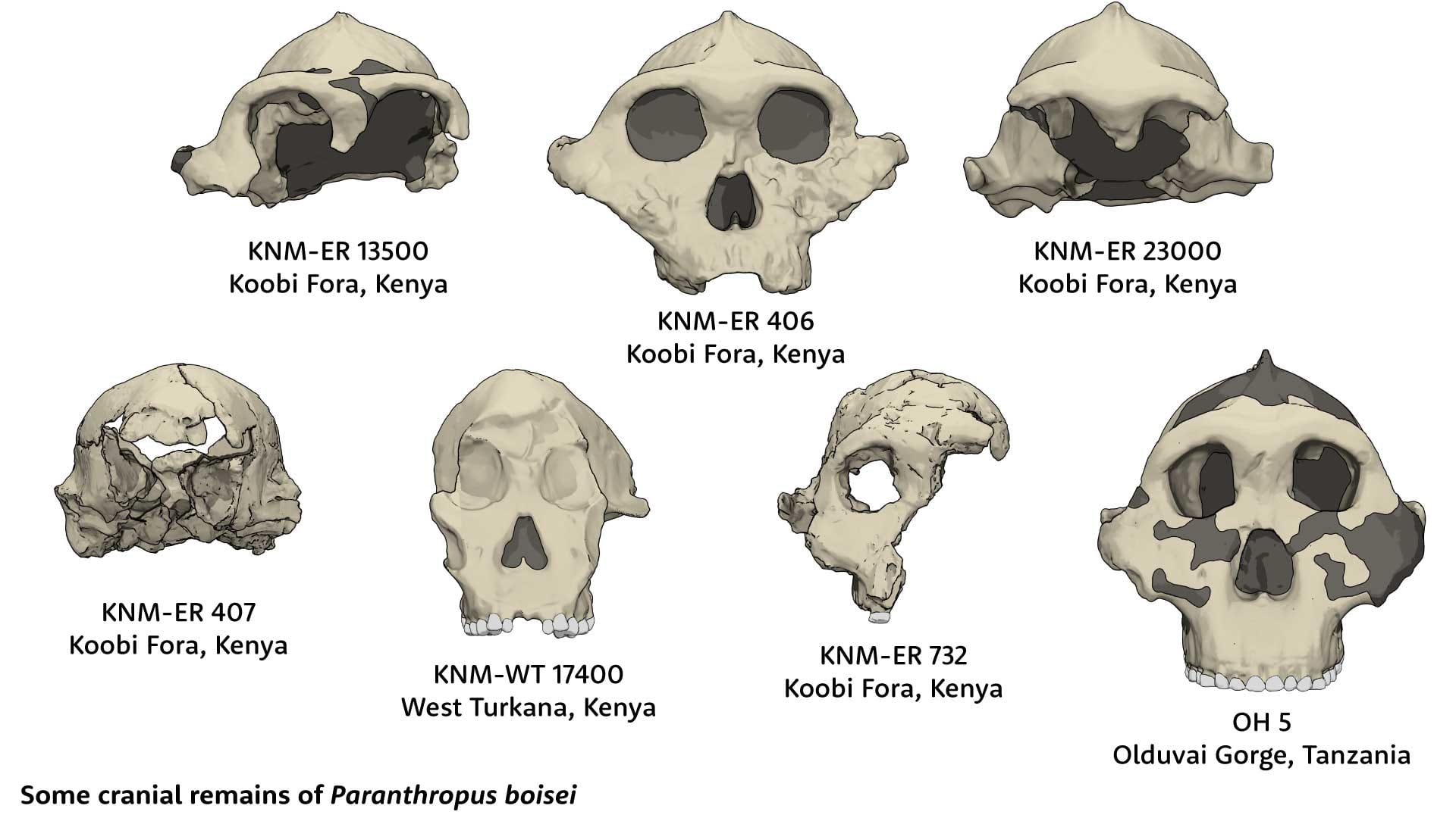 Seven skulls attributed to Paranthropus boisei. Top row: KNM-ER 13500, KNM-ER 406, and KNM-ER 23000. Bottom row: KNM-ER 407, KNM-WT 17400, KNM-ER 732, and OH 5