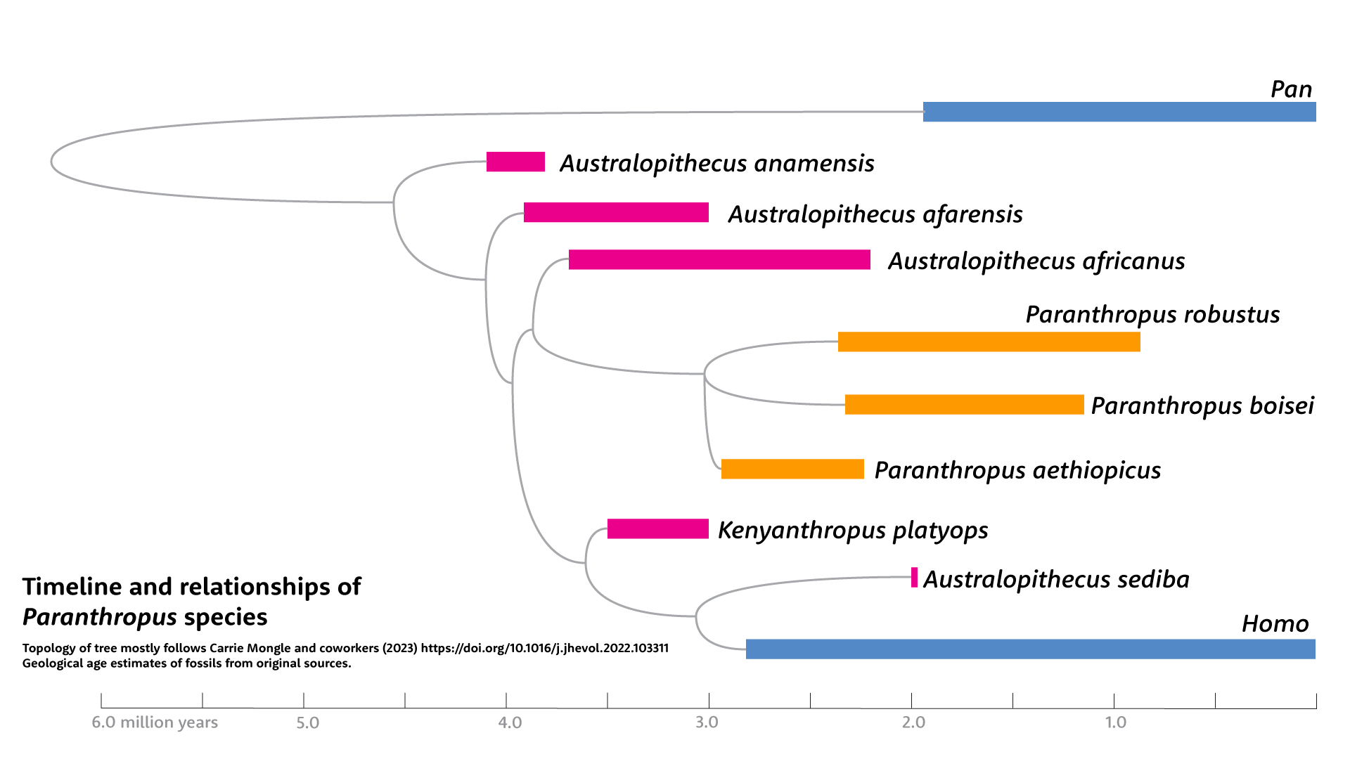 Timeline and relationships of Paranthropus species. Paranthropus robustus, boisei, and aethiopicus are shown here as a branch most closely related to Australopithecus africanus