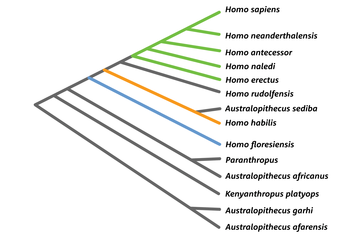 Tree of relationships of hominins showing a branch with all Homo species and Australopithecus sediba as a sister to a branch with Paranthropus and Australopithecus africanus