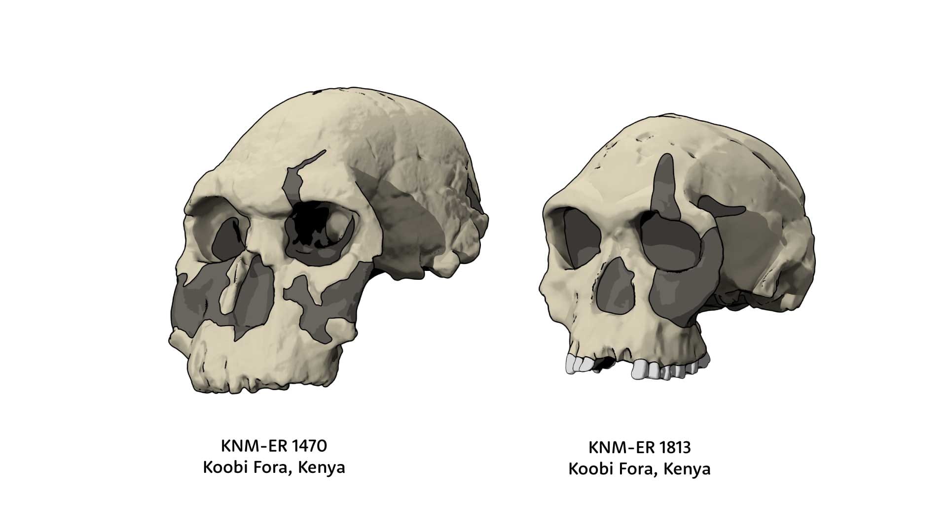 Oblique views of KNM-ER 1470 skull next to KNM-ER 1813 skull