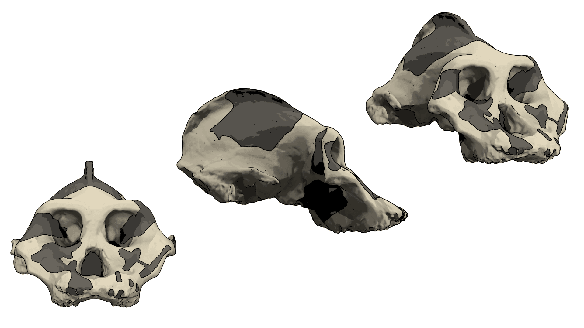 Three views of KNM-WT 17000 skull