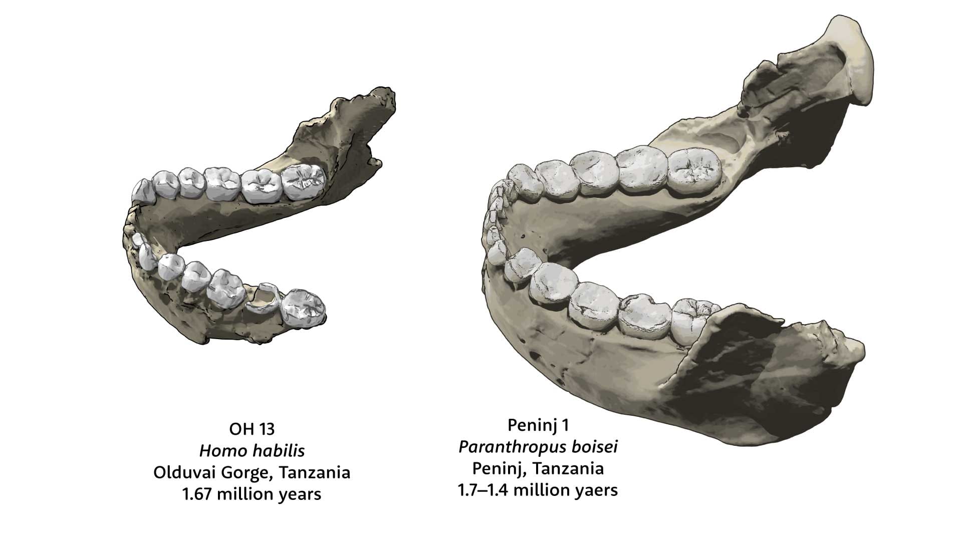Views of the mandible of OH 13, Homo habilis, on the left and Peninj 1, Paranthropus boisei, on the right