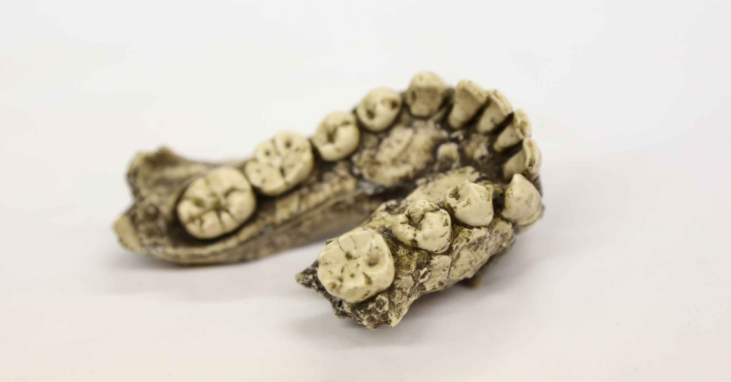 A cast of a fossil jawbone with most teeth present, taken from an angle
