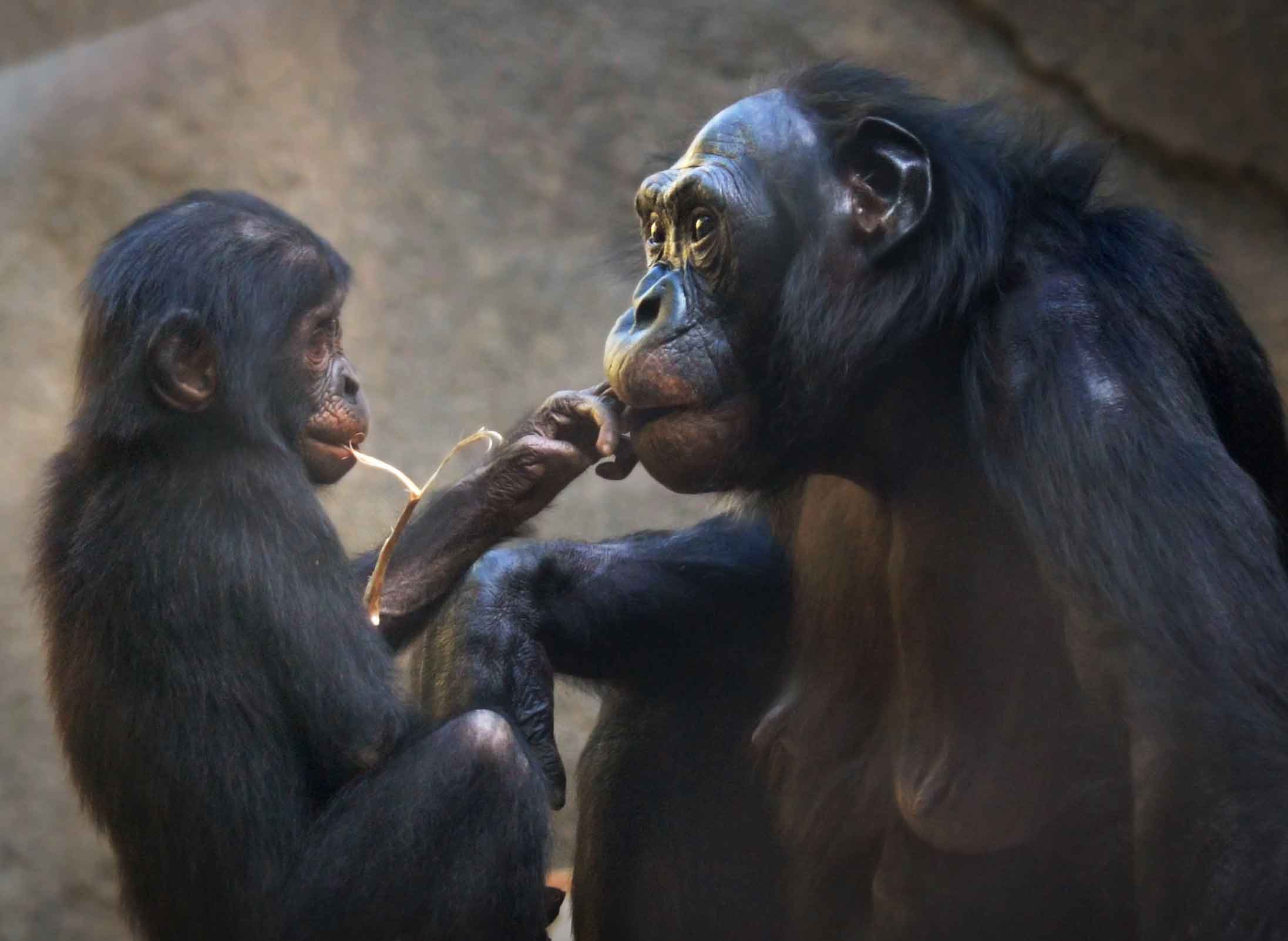 Bonobo infant and mother looking at each other