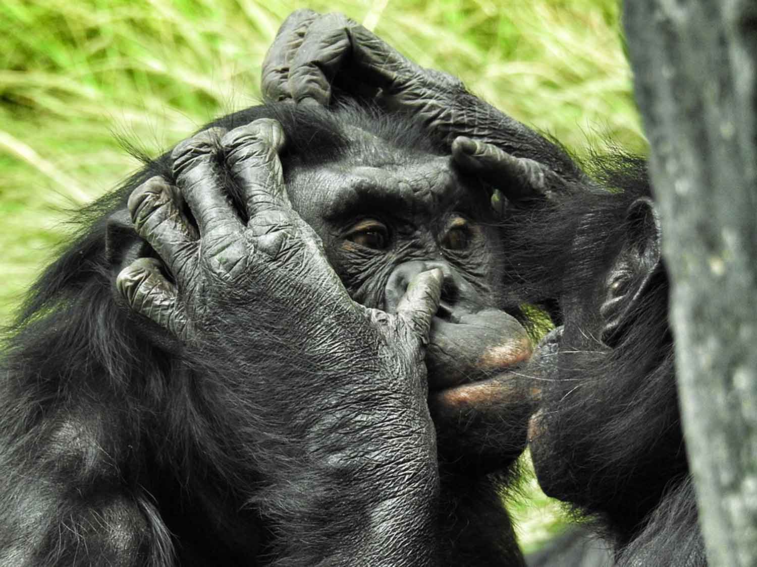 A bonobo having its face groomed by another bonobo