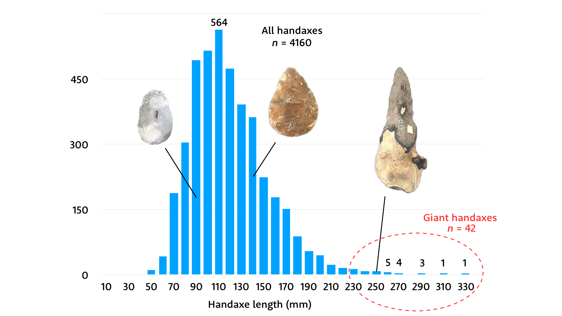 A histogram showing that biface length forms a bell curve with a mode around 110 mm. In this figure, the values above 220 mm are circled, and three photographs of bifaces of different lengths are included for illustration