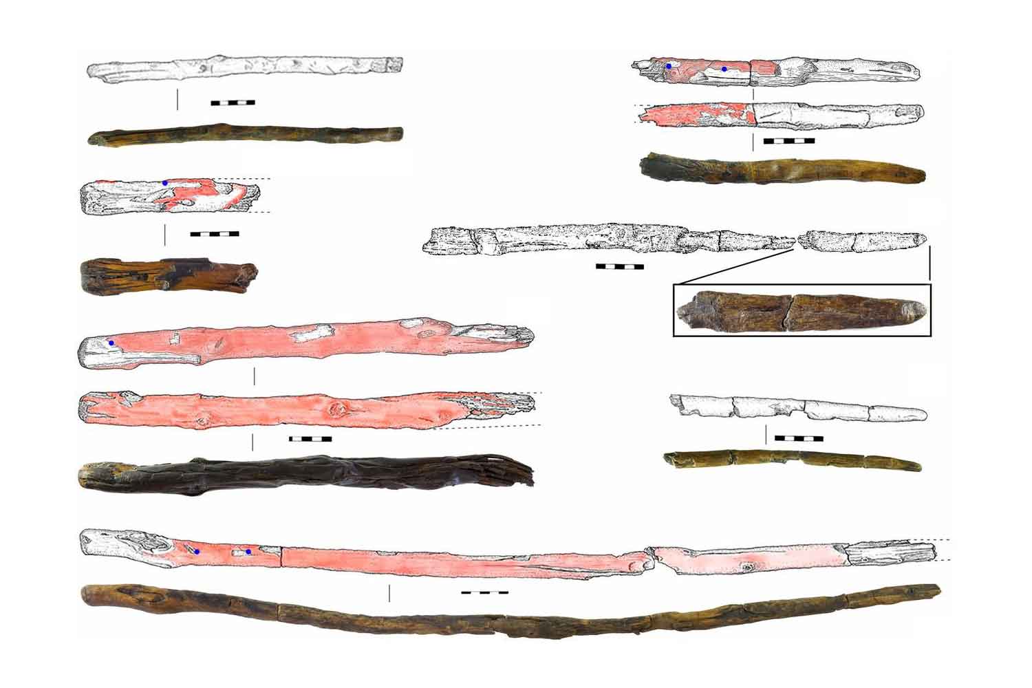 Drawings and photographs of seven wood artifacts. Red areas on the periphery of the artifacts are charred