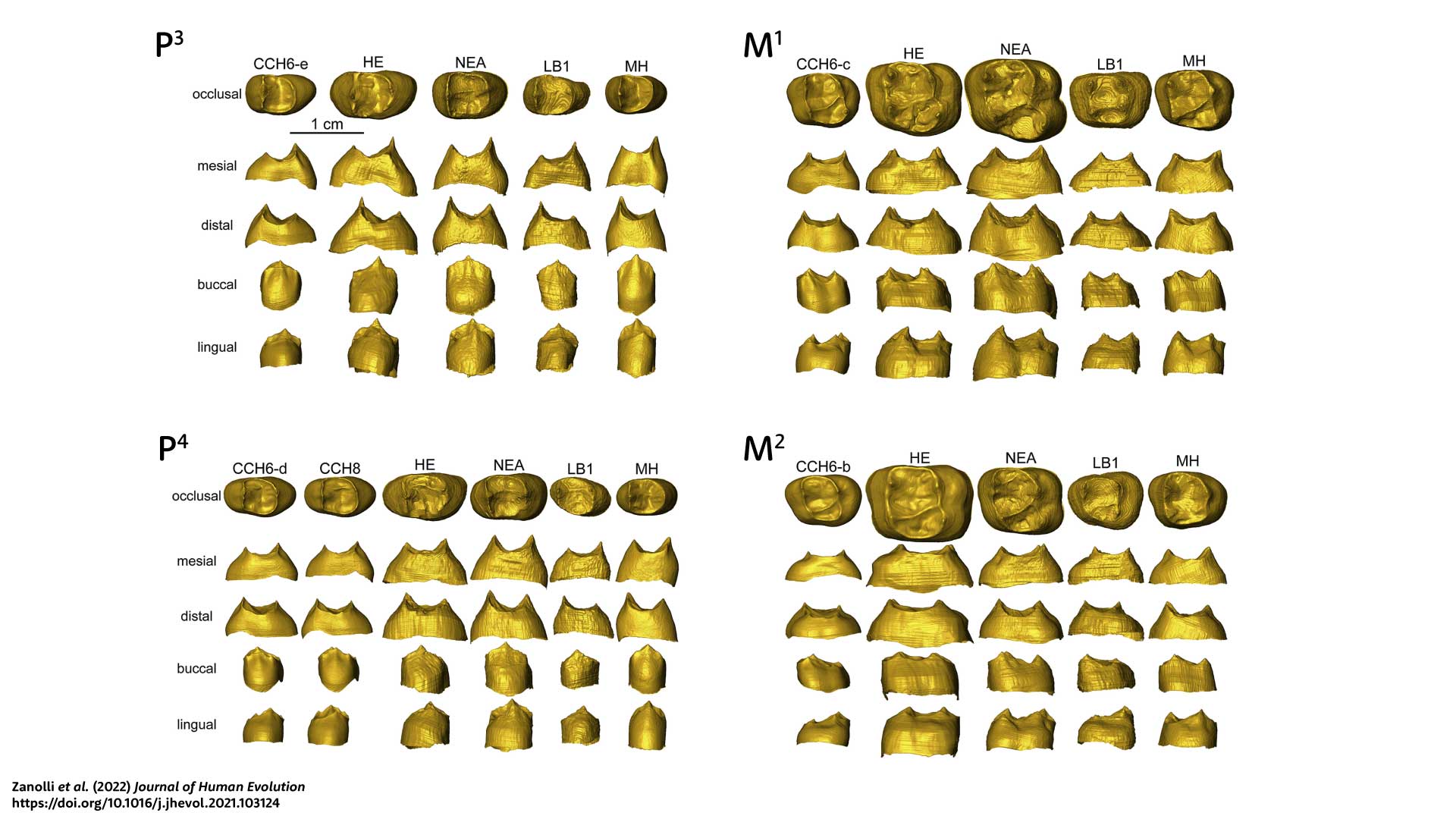 An array of images of the enamel-dentin junction for five or six teeth in four tooth classes. 