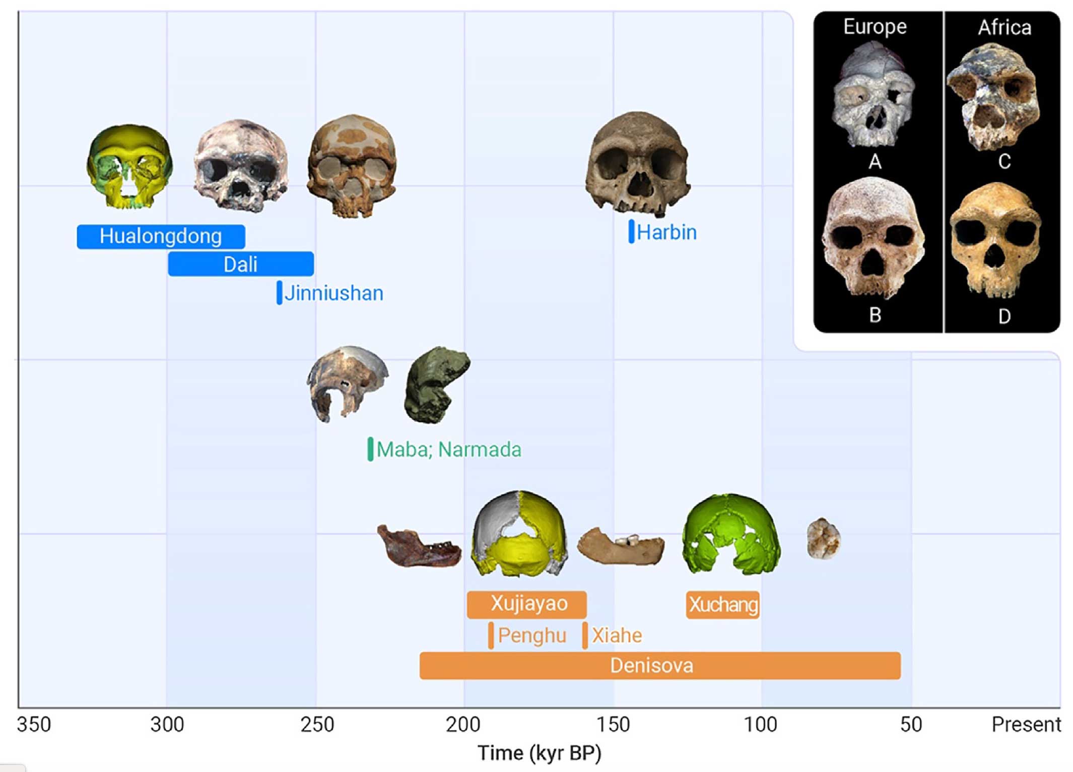 A timeline from 350,000 years ago to the present, with three groups of fossils indicated: one with Hualongdong, Dali, Jinniushan, and Harbin, one with Maba and Narmada, and one with Xujiayao, Xuchang, Penghu, Xiahe, and Denisova