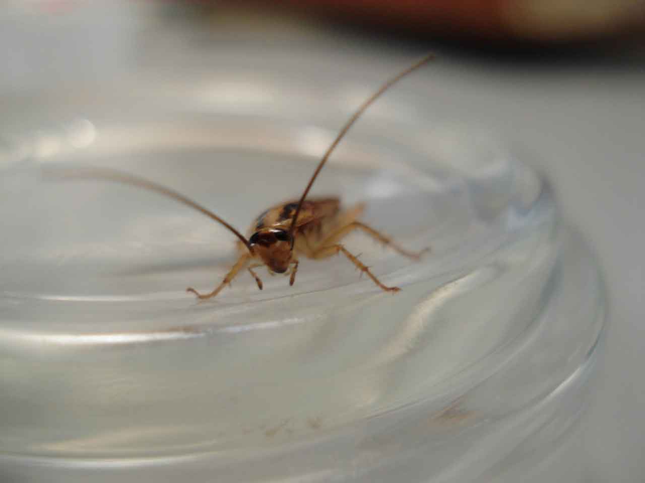 A cockroach on a glass dish
