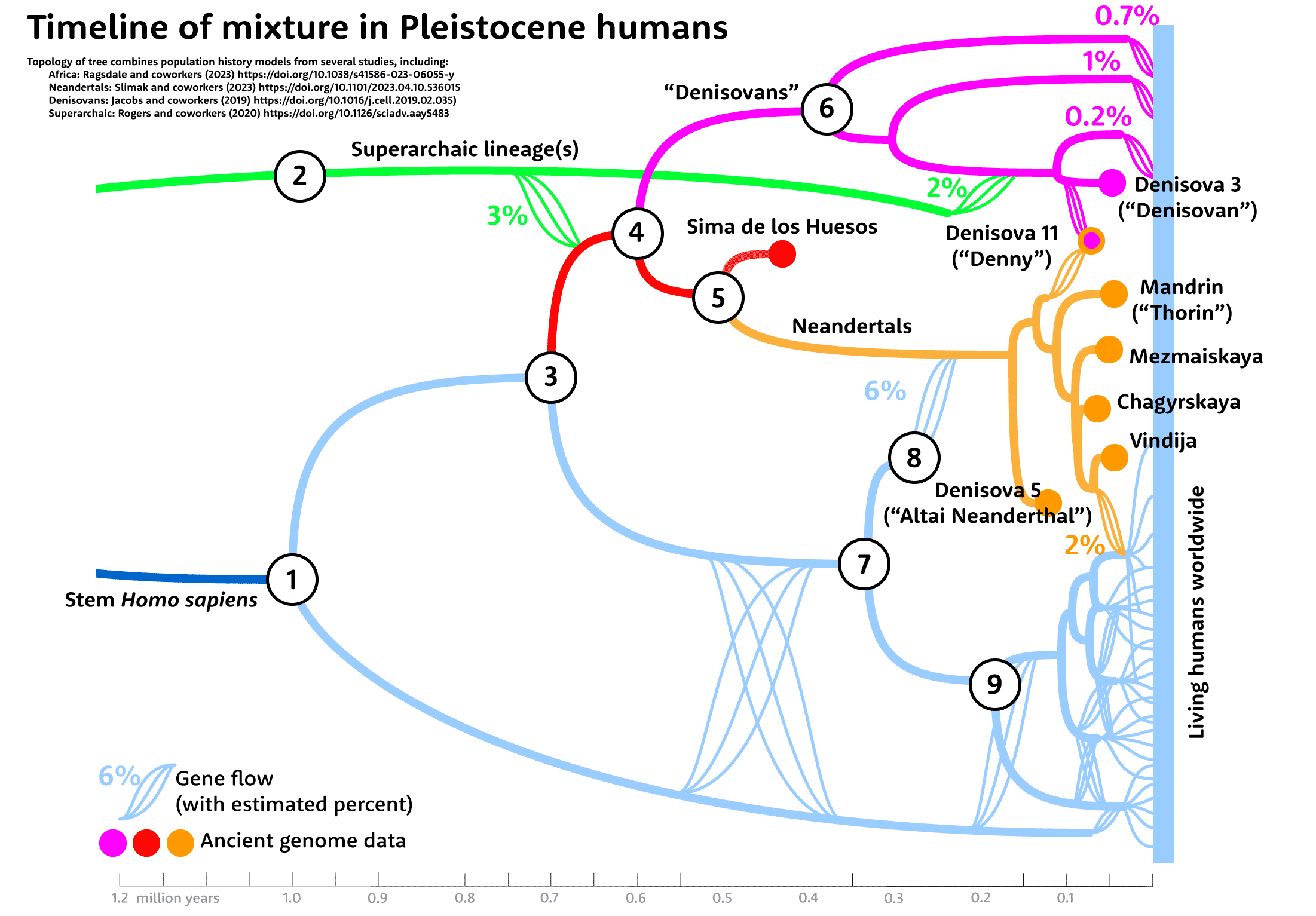 A tree showing mixture between three lineages of Denisovans, five known Neanderthals, the Denisova 11 hybrid individual, and lineages inferred to represent ancestral African groups