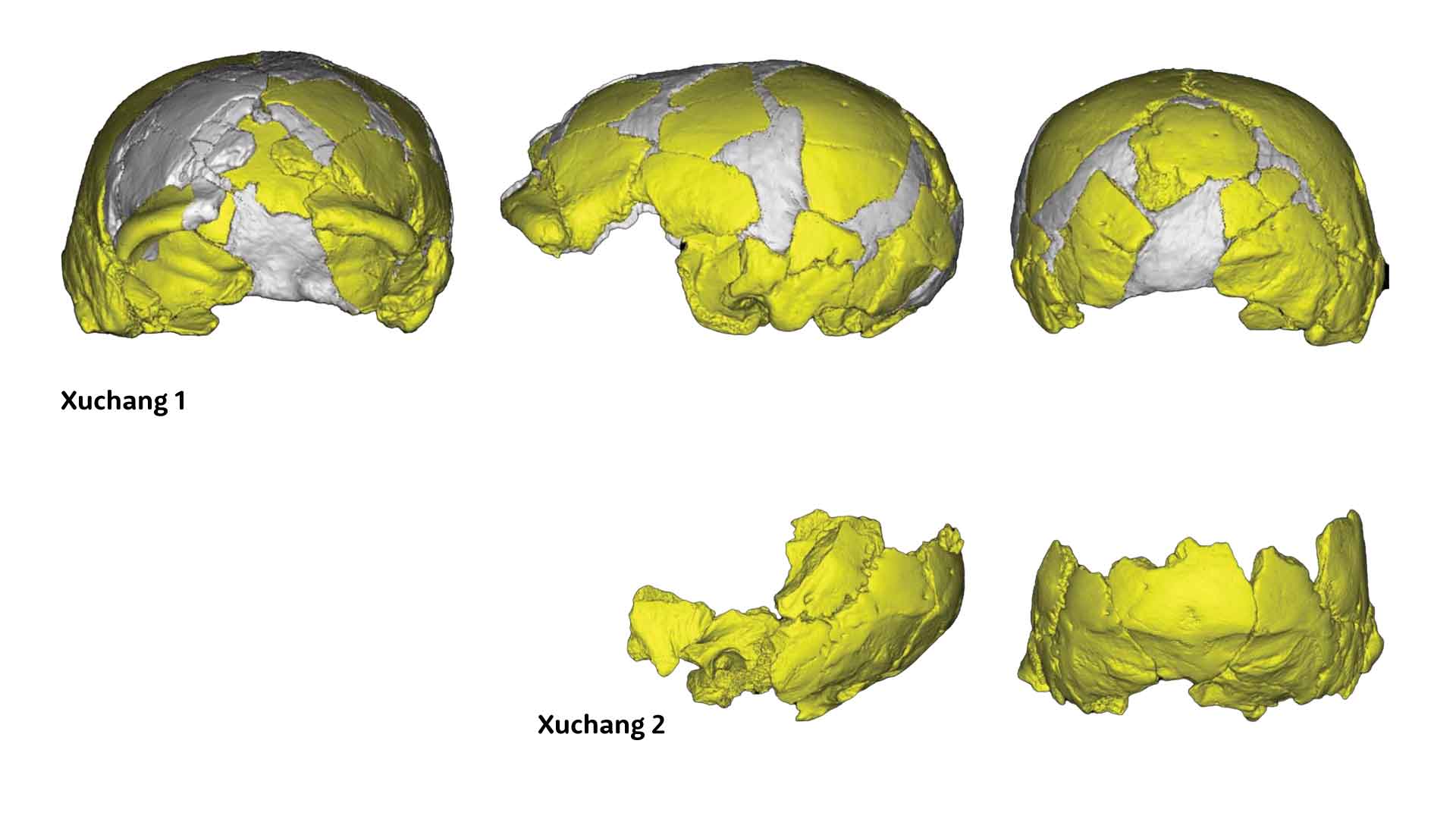 Three views of Xuchang 1 partial skull at top, two views of Xuchang 2 occipital, parietal, and temporal skull portion at bottom