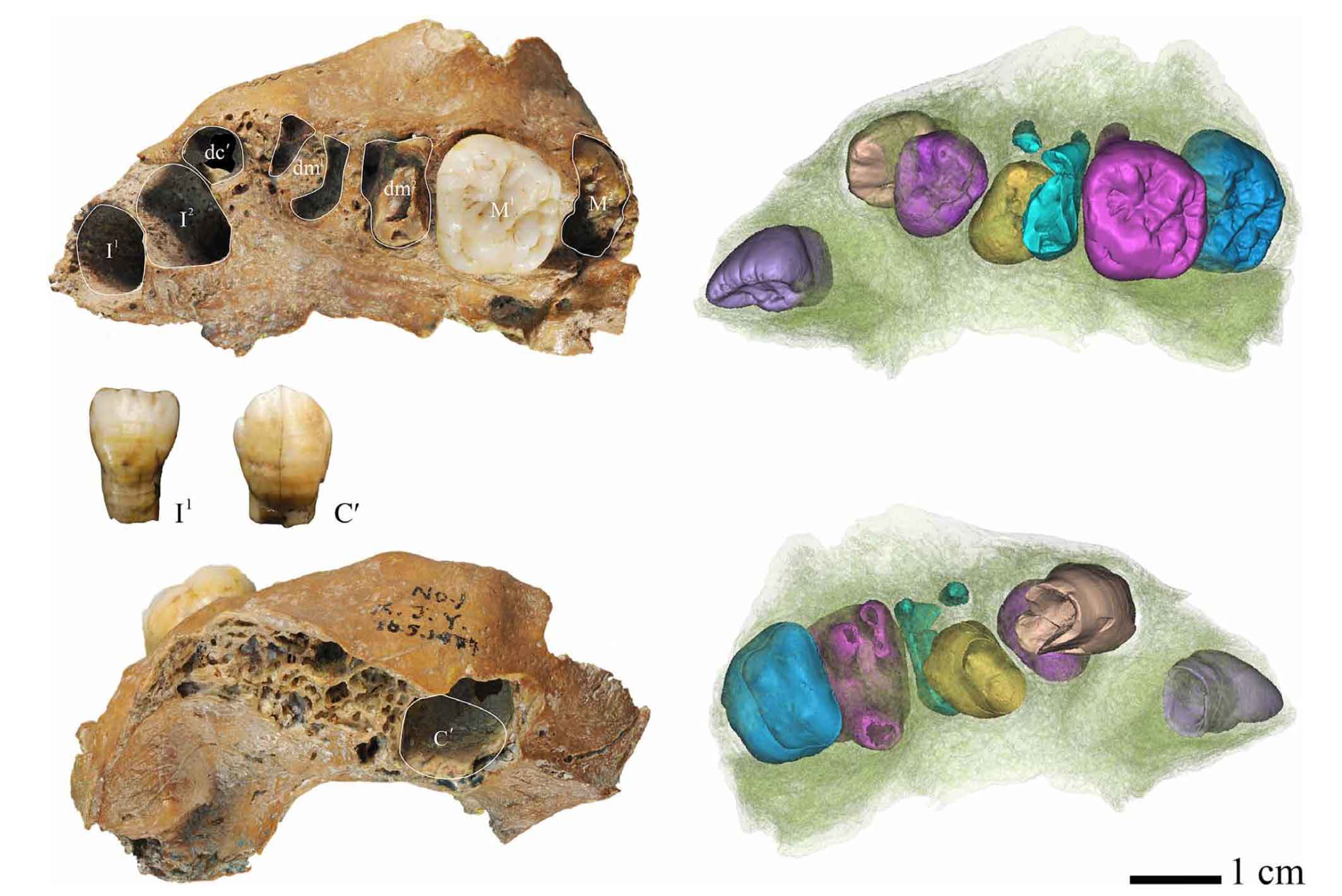 Julurens: a new cousin for Denisovans and Neanderthals