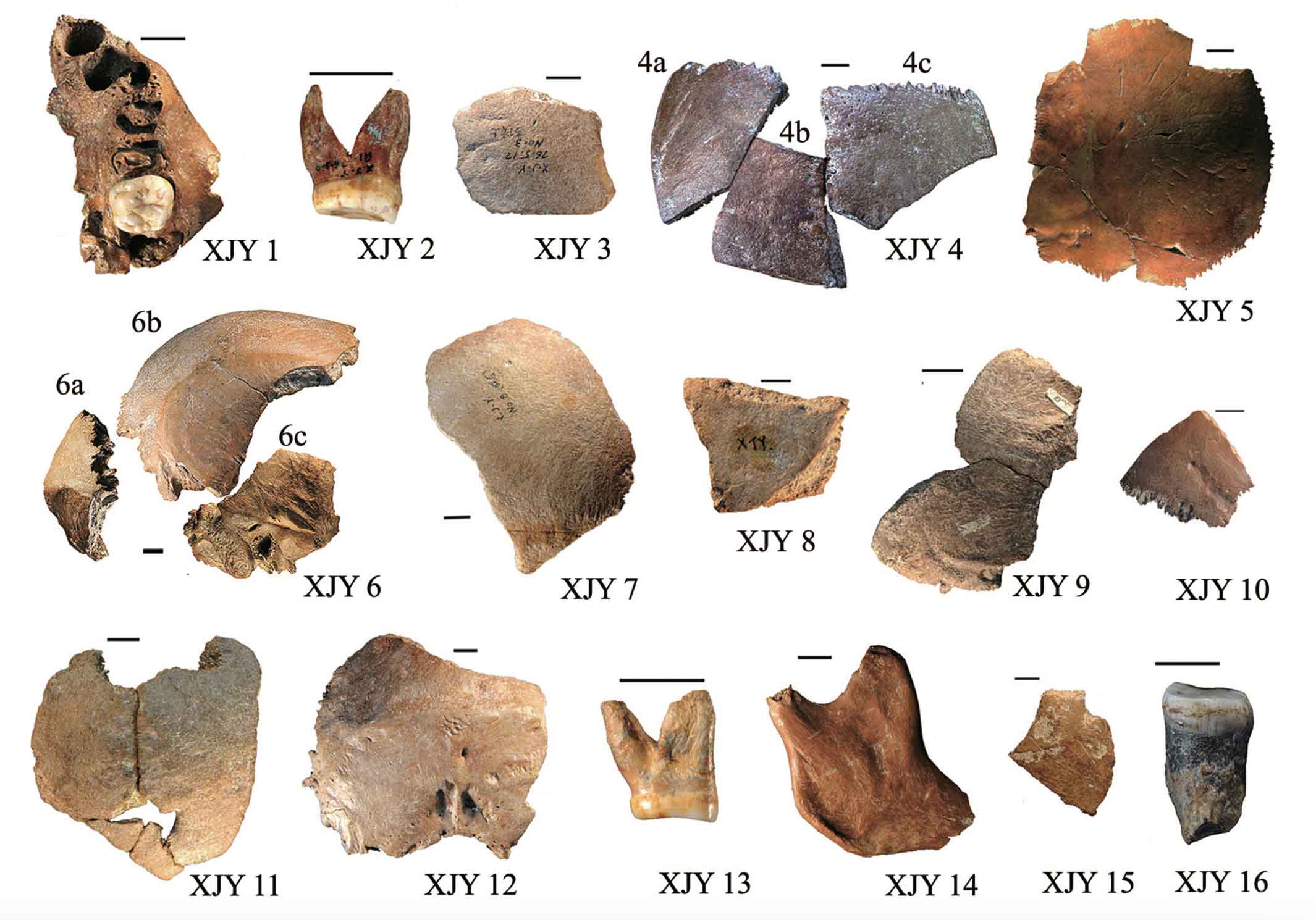 Image with 16 fragmentary fossils from Xujiayao