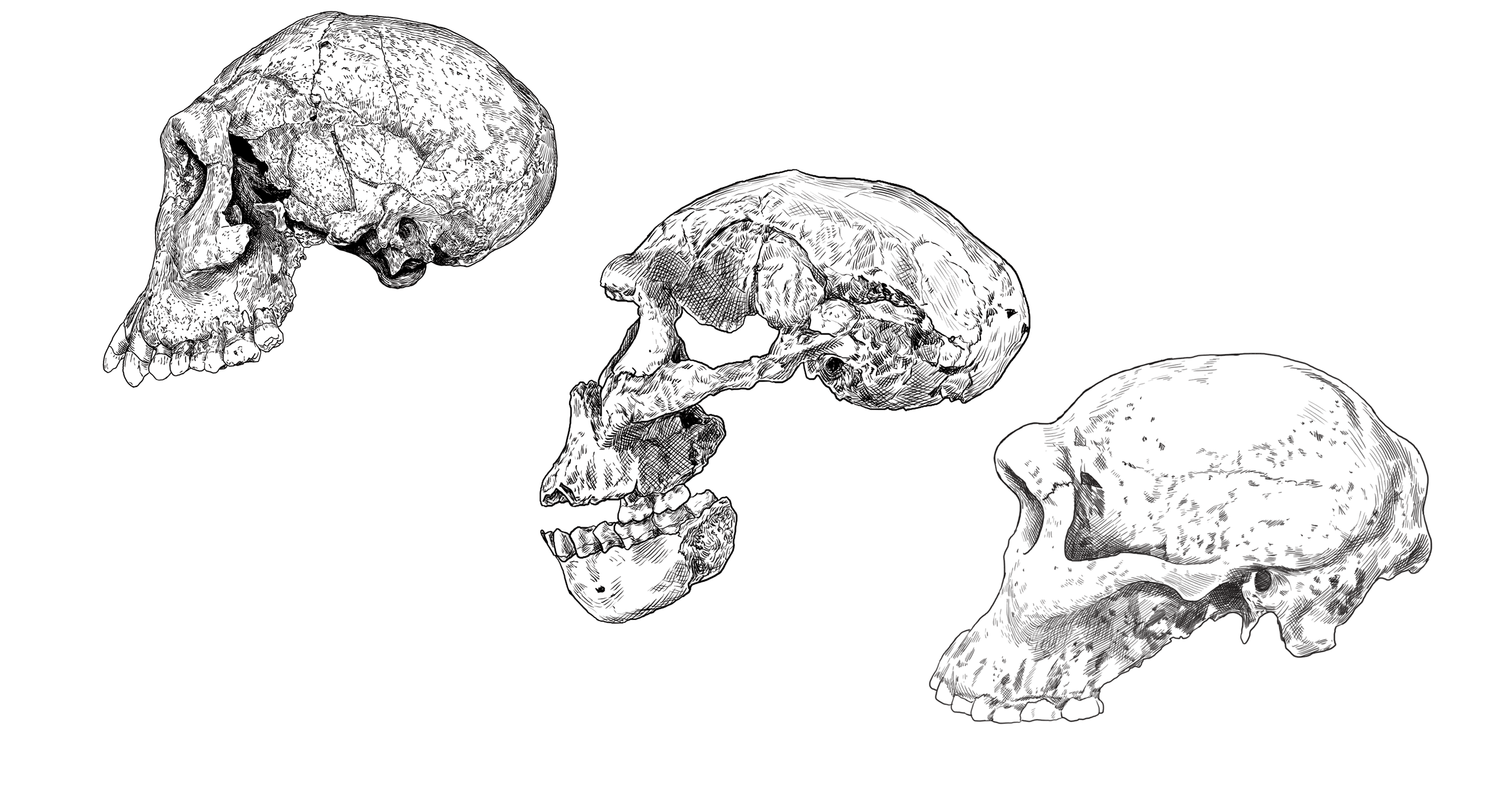 Drawings of three skulls of Homo erectus, shown in profile from the left side