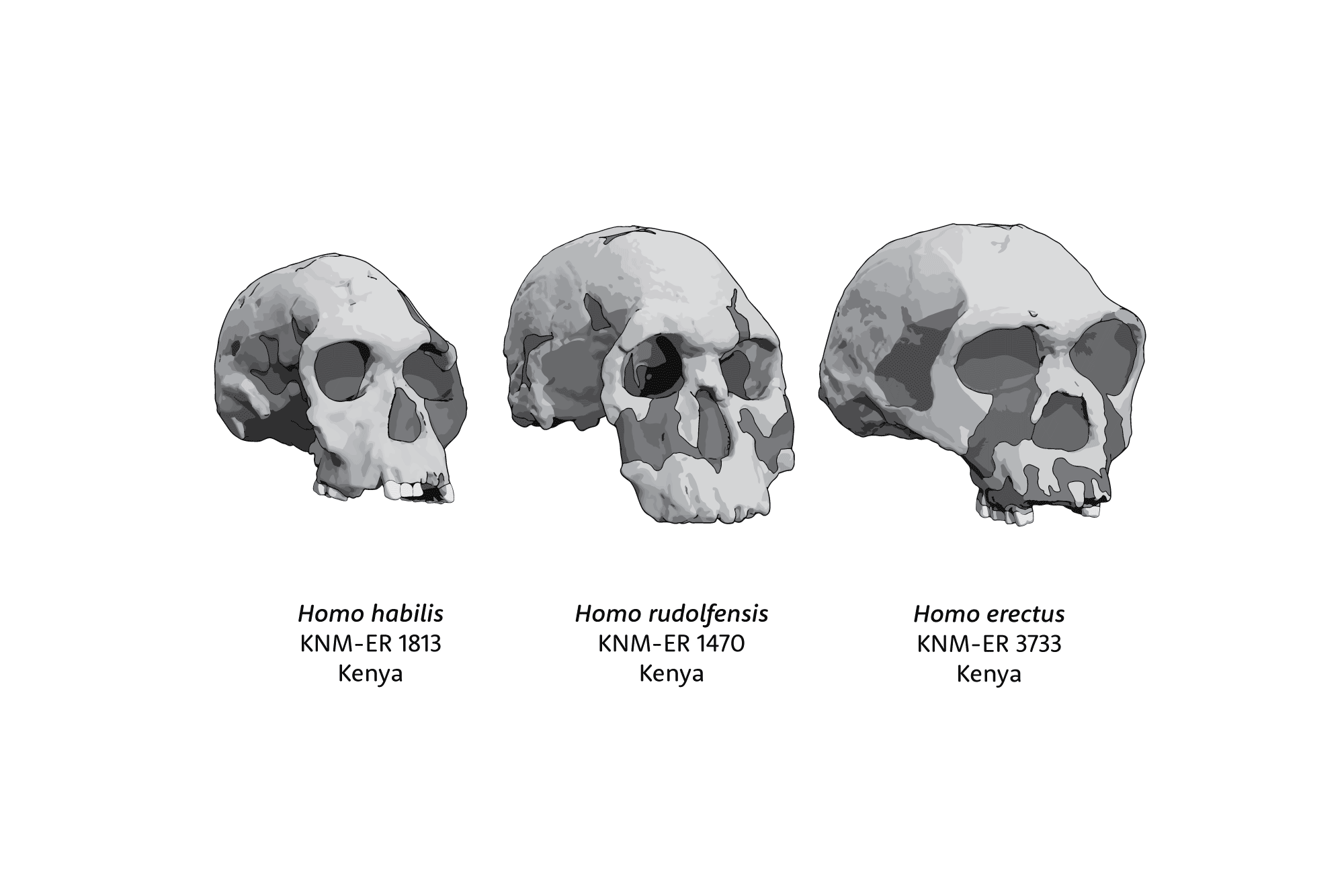 Three skulls in oblique view. On the left is KNM-ER 1813, Homo habilis, then in center KNM-ER 1470, Homo rudolfensis, and on the right KNM-ER 3733, Homo erectus