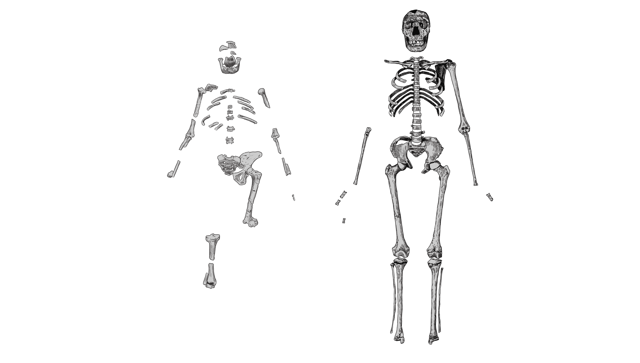 Drawings of fossil skeletons of a small Australopithecus afarensis and a juvenile but much larger Homo erectus