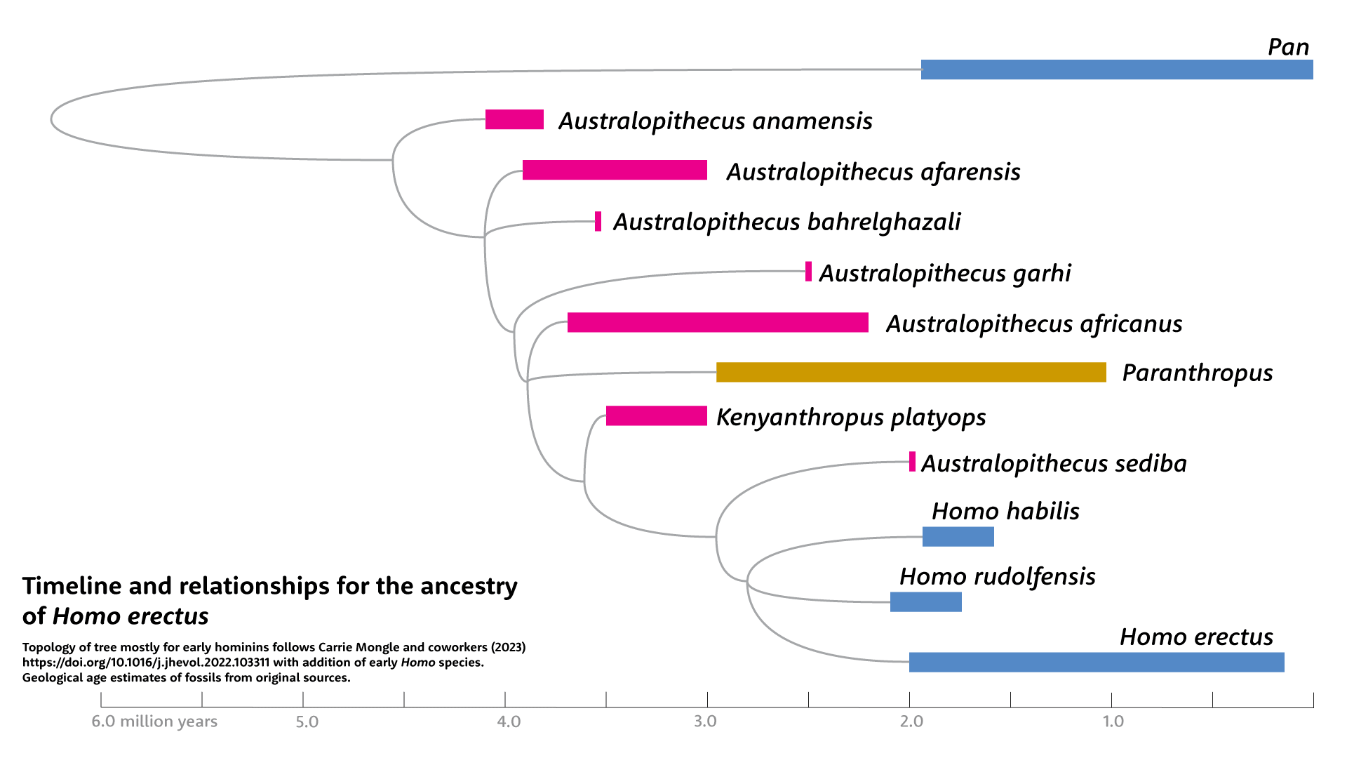 A timeline and phylogenetic tree showing the various species of Australopithecus, Paranthropus, Kenyanthropus and Homo habilis, Homo rudolfensis, and Homo erectus