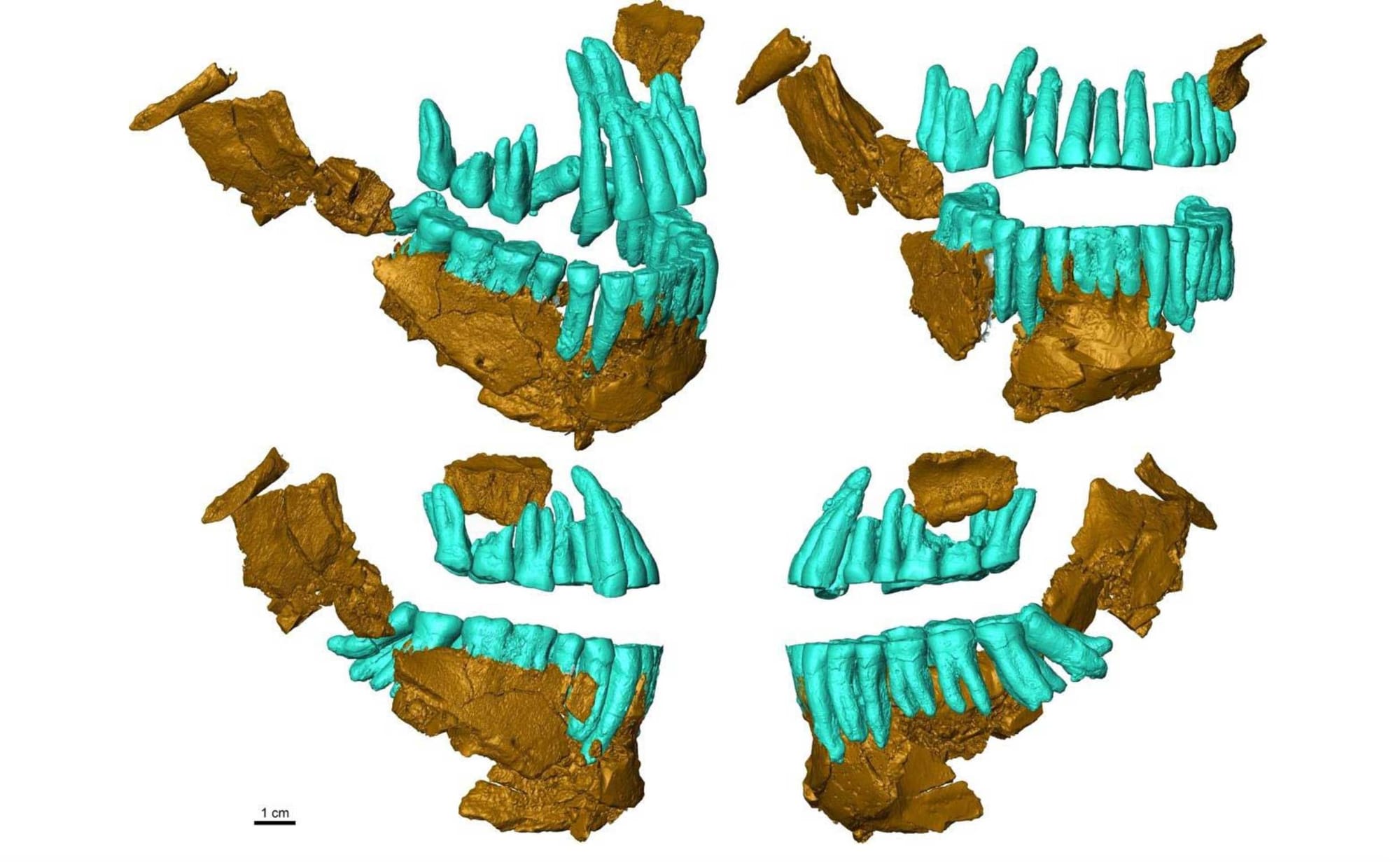 Four panels showing a reconstructed jawbone with teeth and maxillary teeth arranged in a dental arch, from four viewpoints