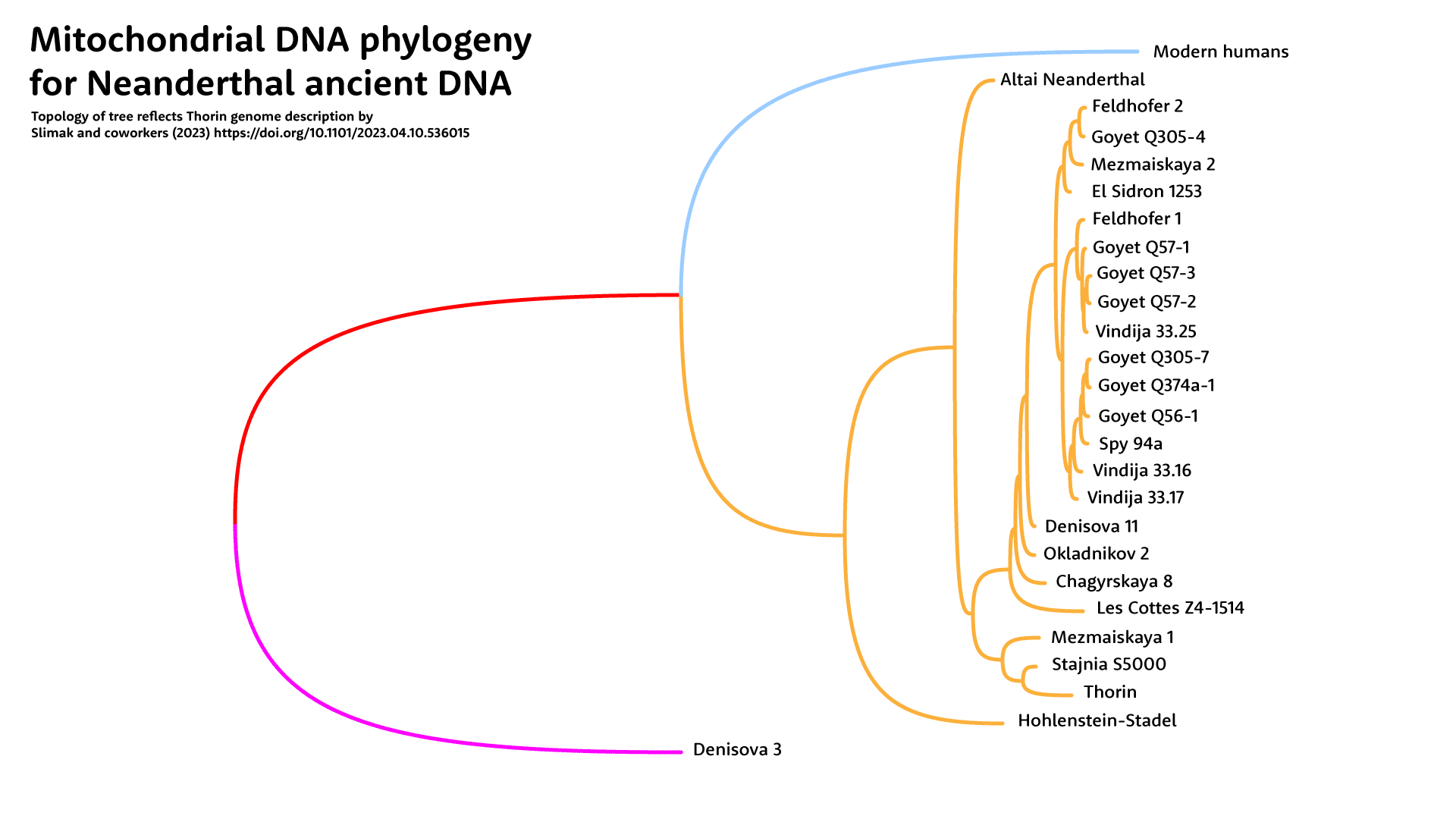 Tree with 24 Neanderthal mtDNA branches indicated in orange, with modern humans as a single branch, and Denisova 3 as outgroup to those branches