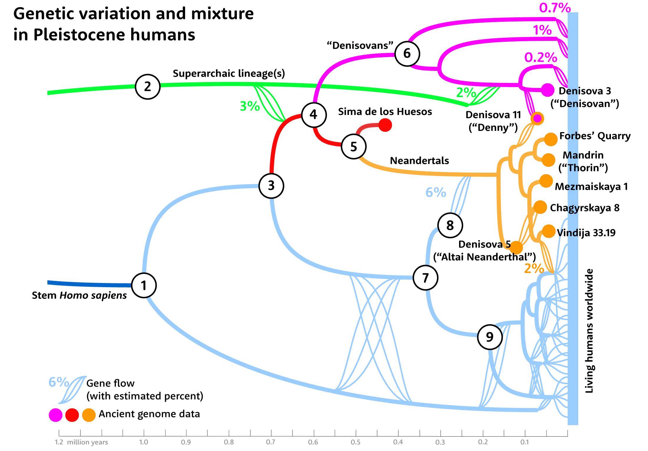 Tree of relationships of Pleistocene genomes and their connections with living people worldwide.